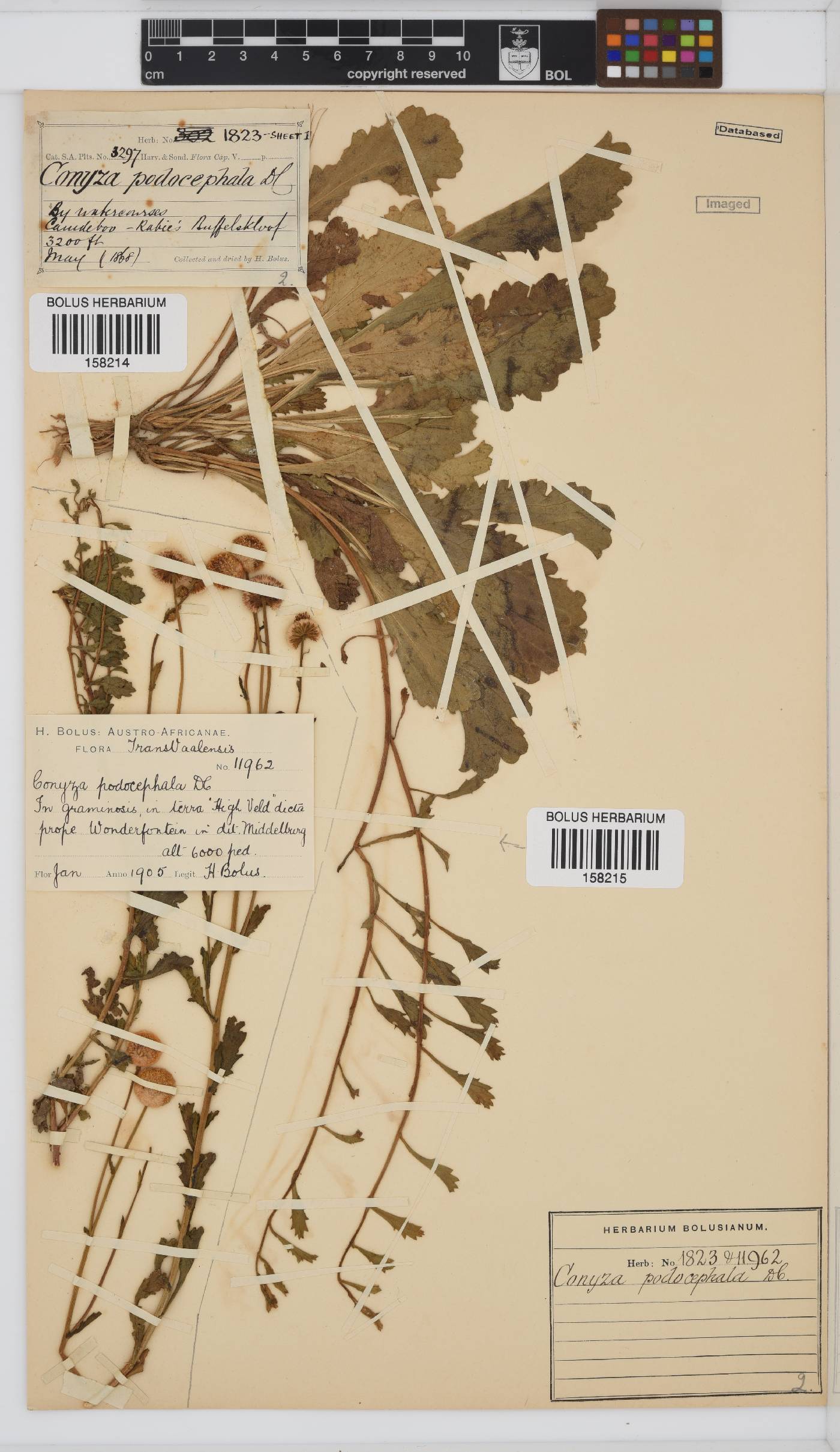 Conyza podocephala image