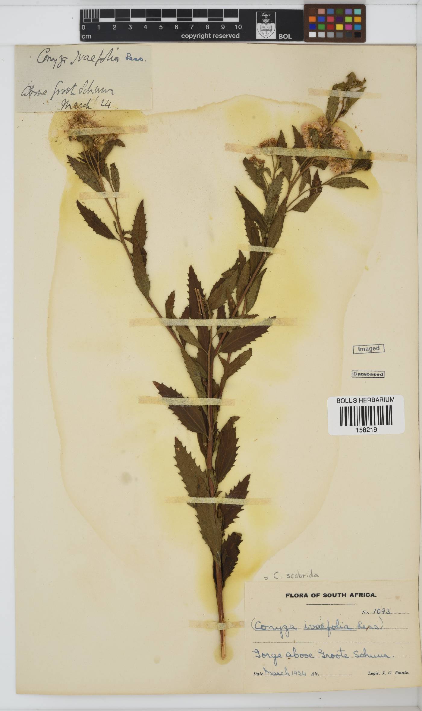 Conyza image