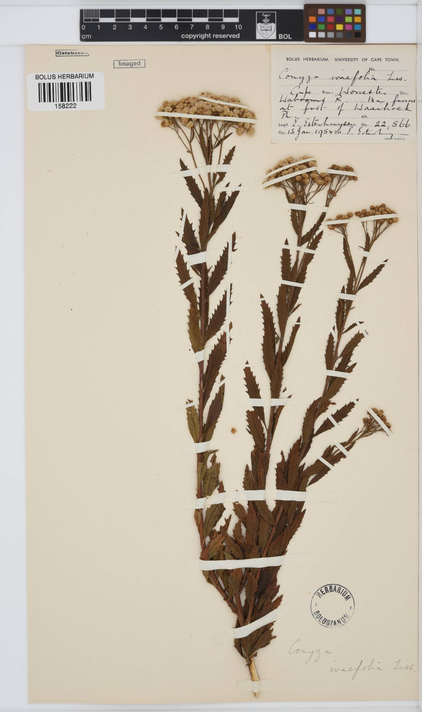 Conyza image