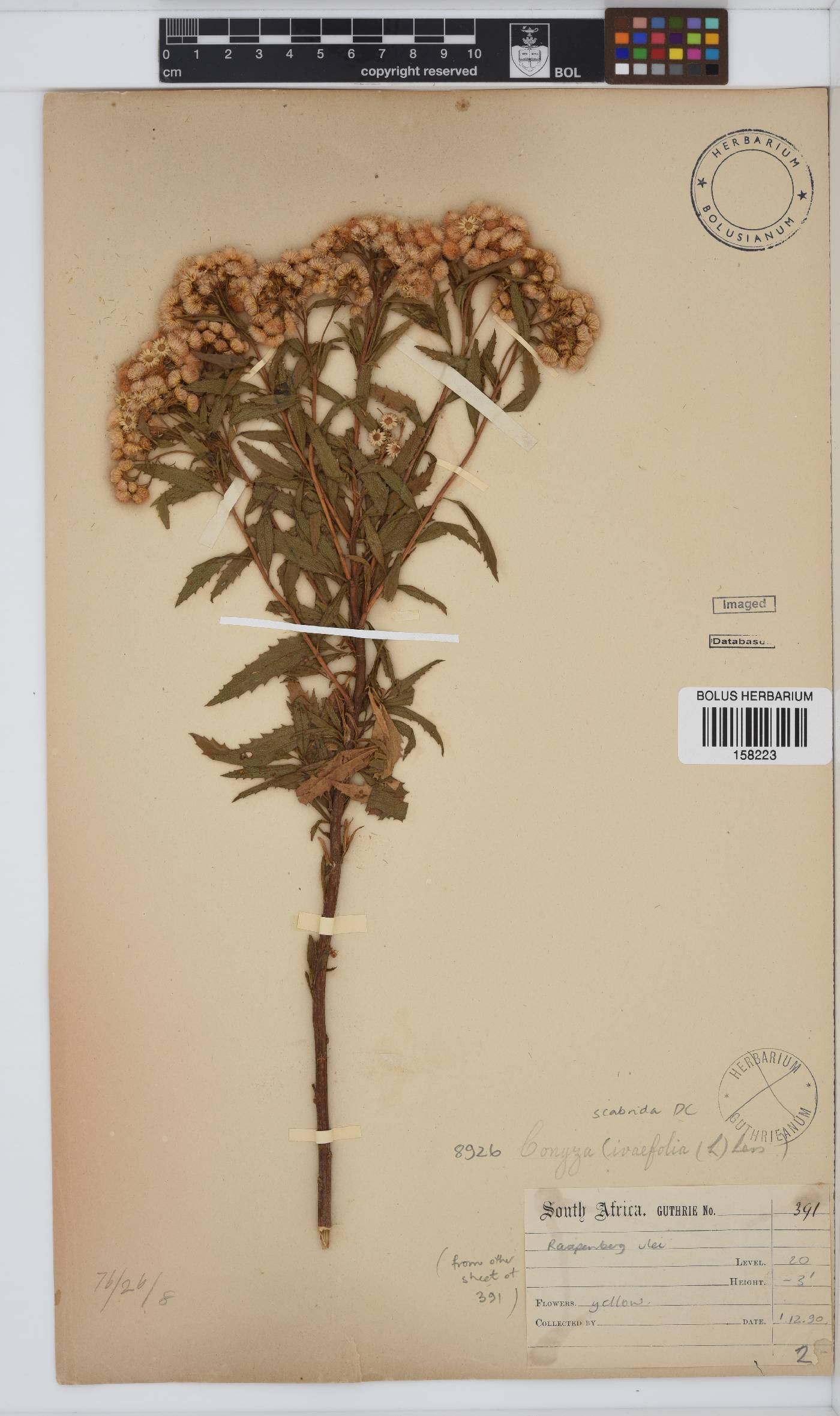 Conyza scabrida image