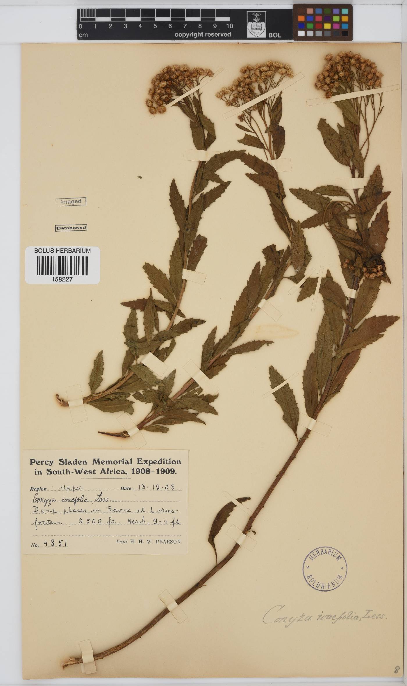 Conyza scabrida image