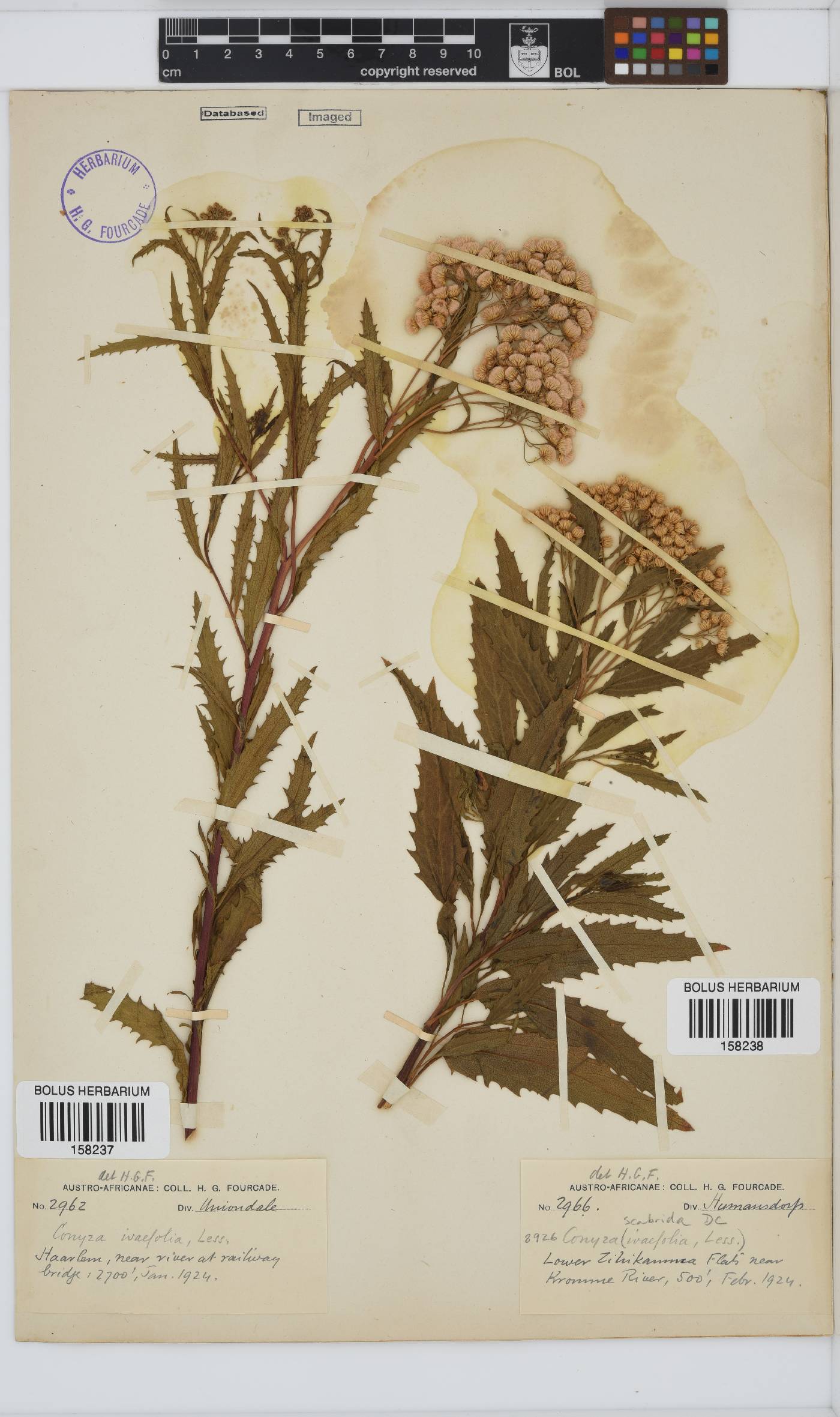 Conyza scabrida image