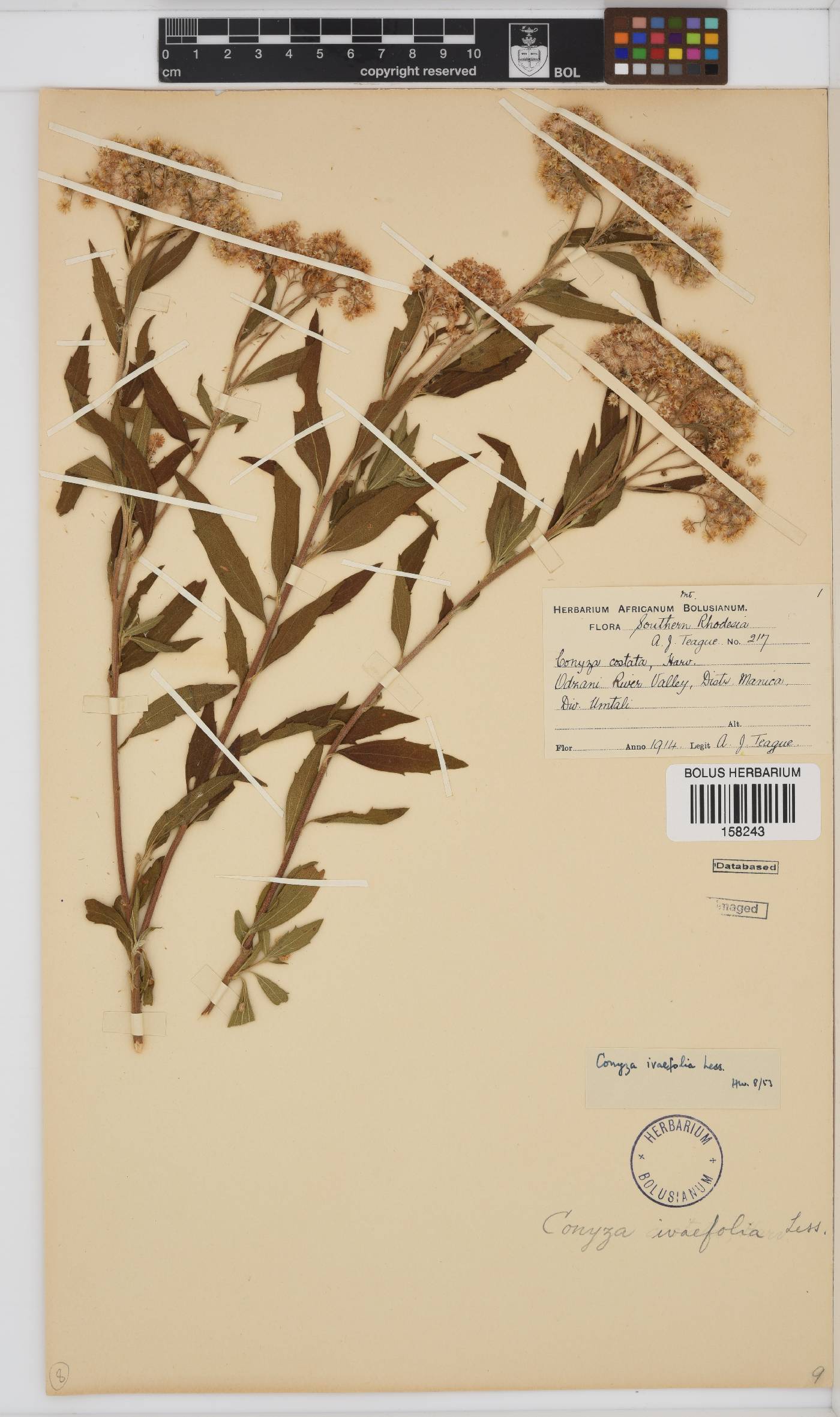 Conyza scabrida image