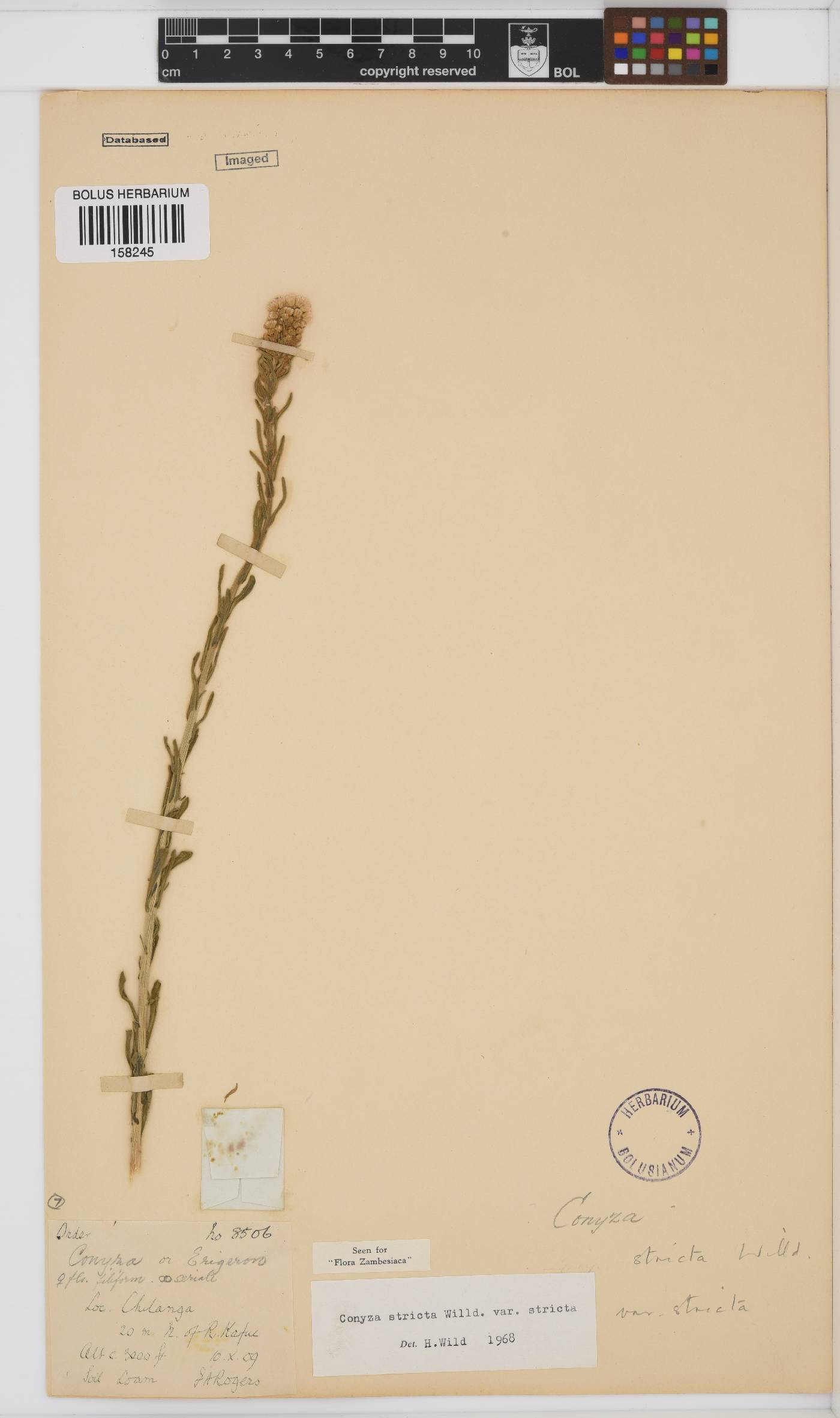Eschenbachia image