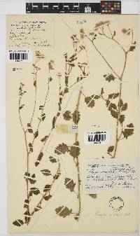 Conyza ulmifolia image