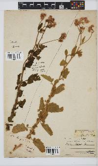 Conyza ulmifolia image