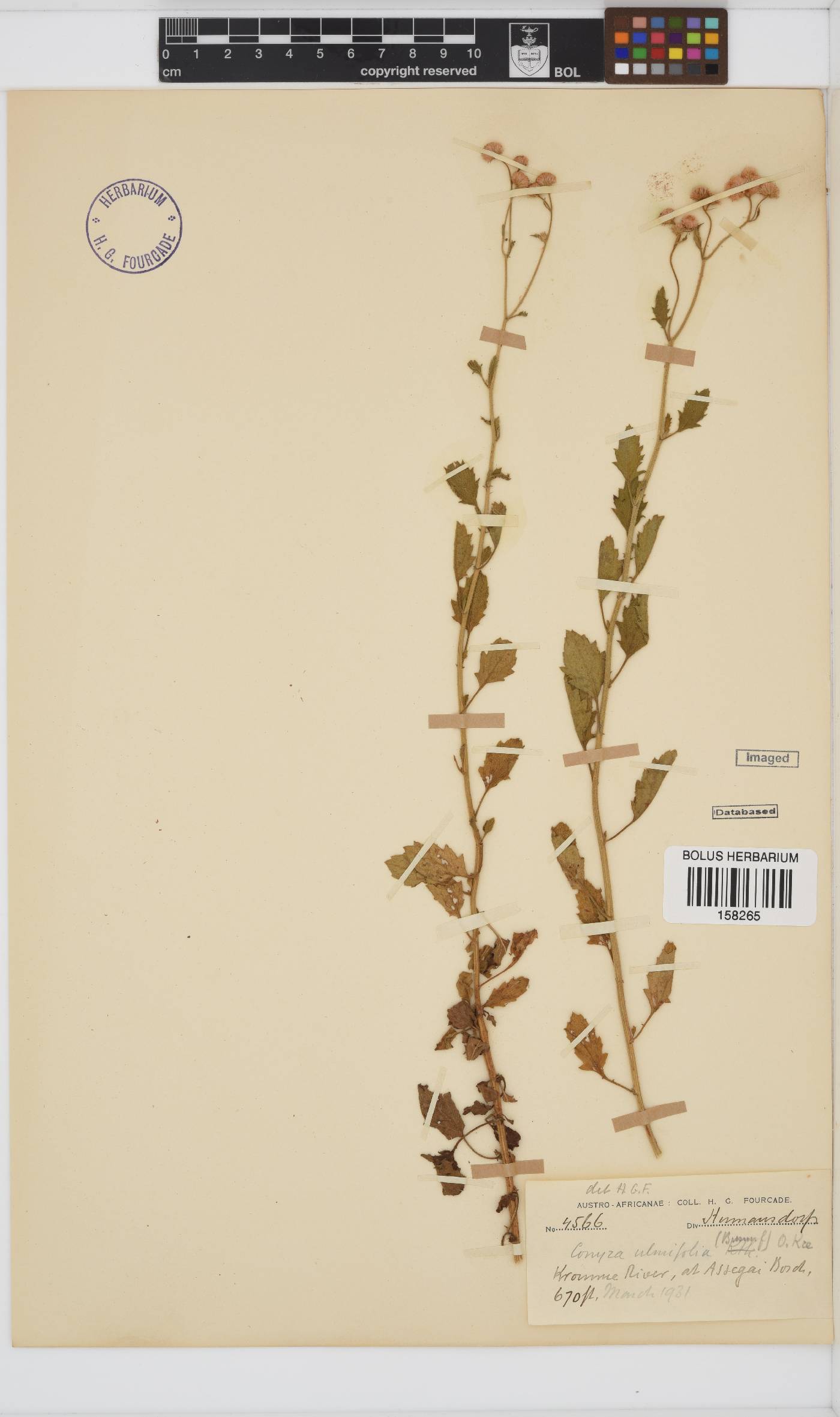 Conyza ulmifolia image