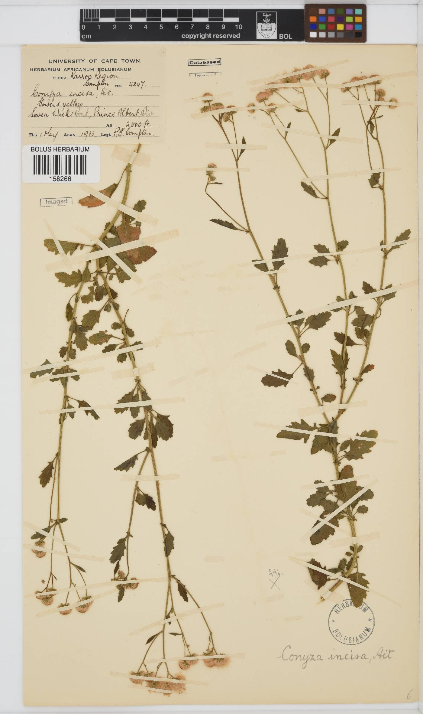 Conyza ulmifolia image