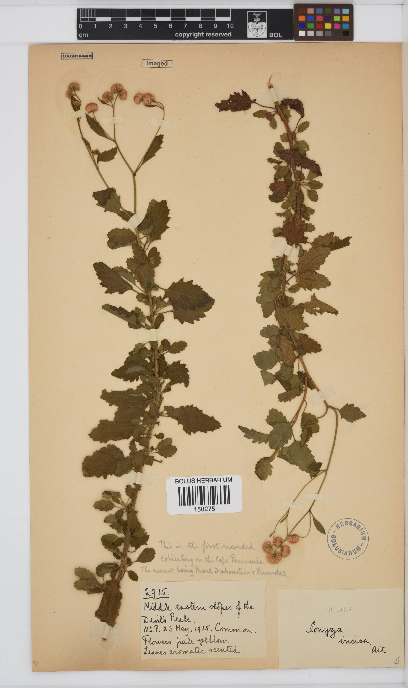 Conyza ulmifolia image