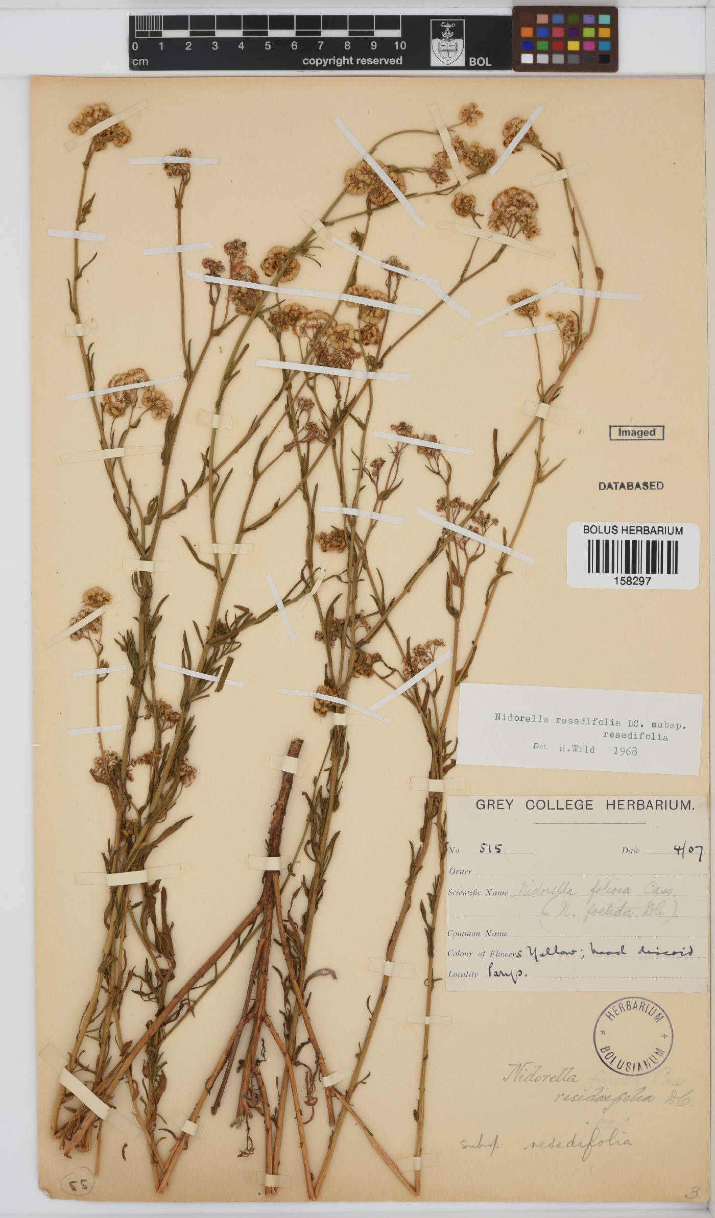 Nidorella resedifolia subsp. resedifolia image