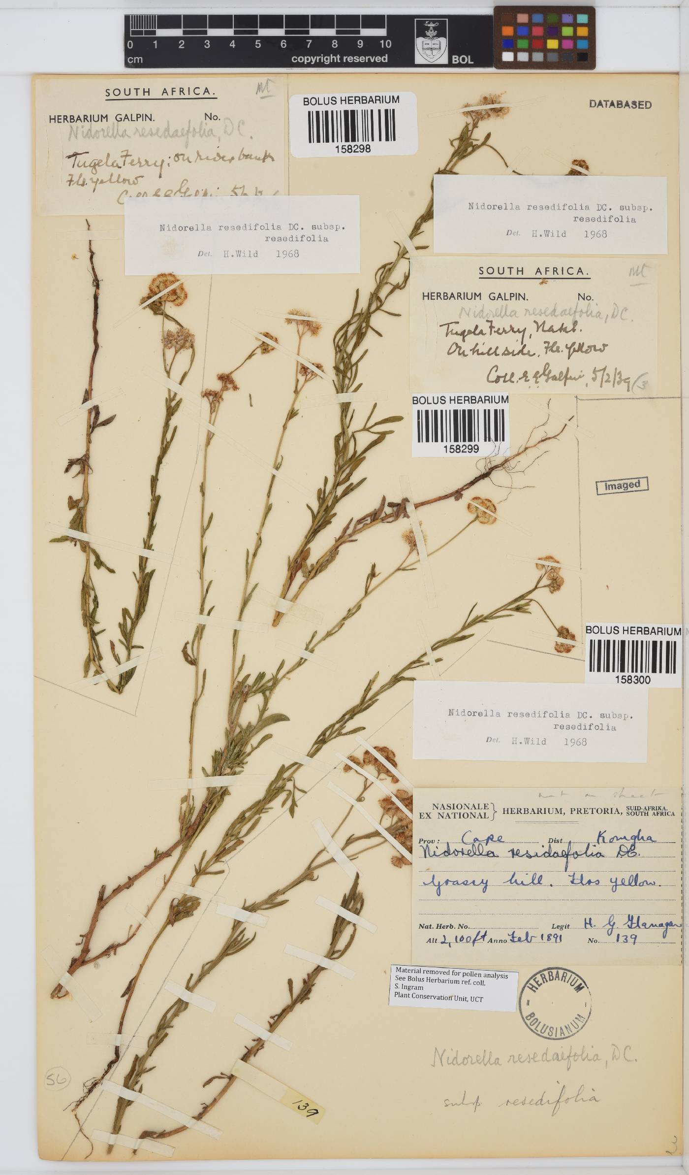 Nidorella resedifolia subsp. resedifolia image