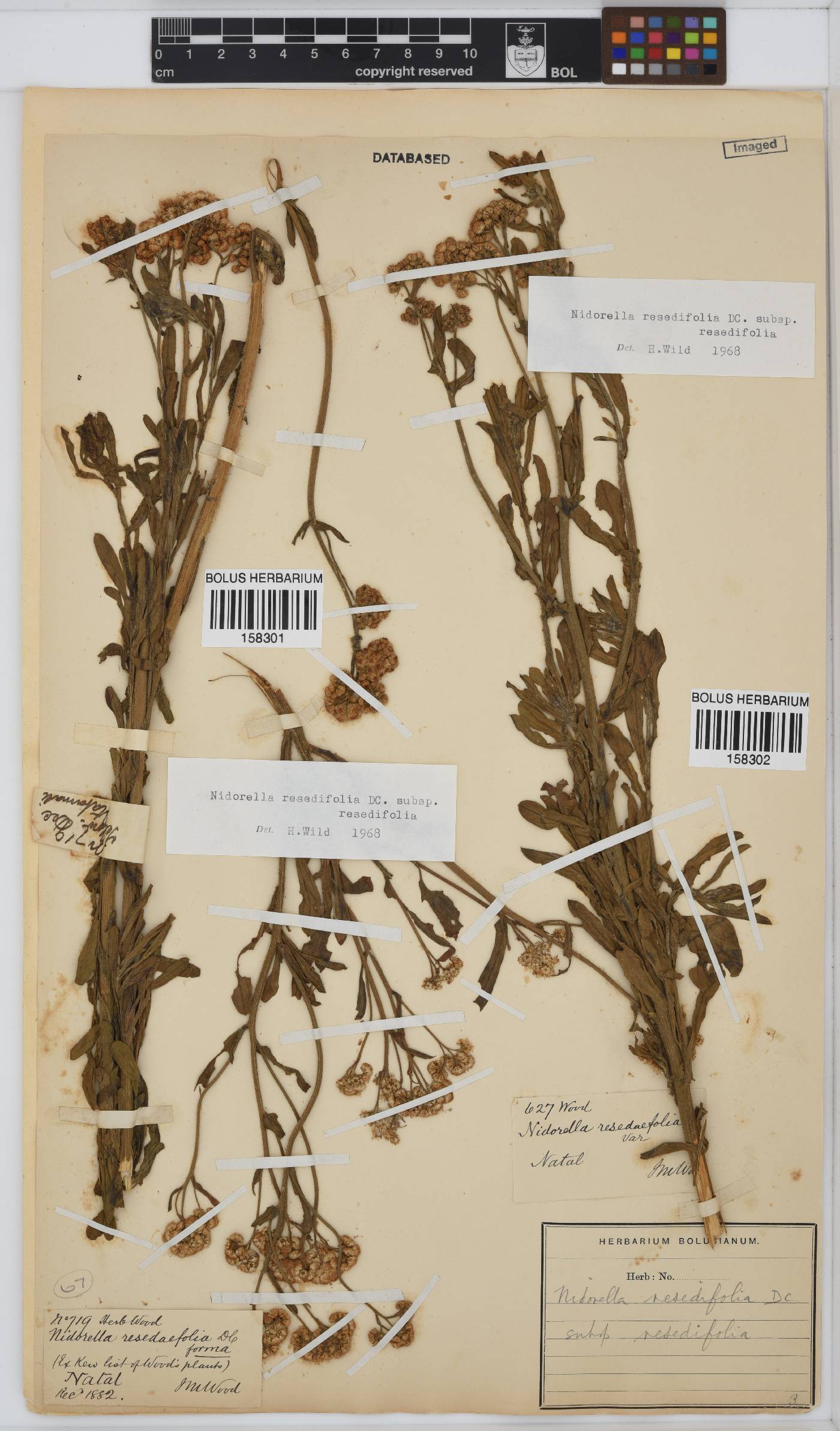 Nidorella image