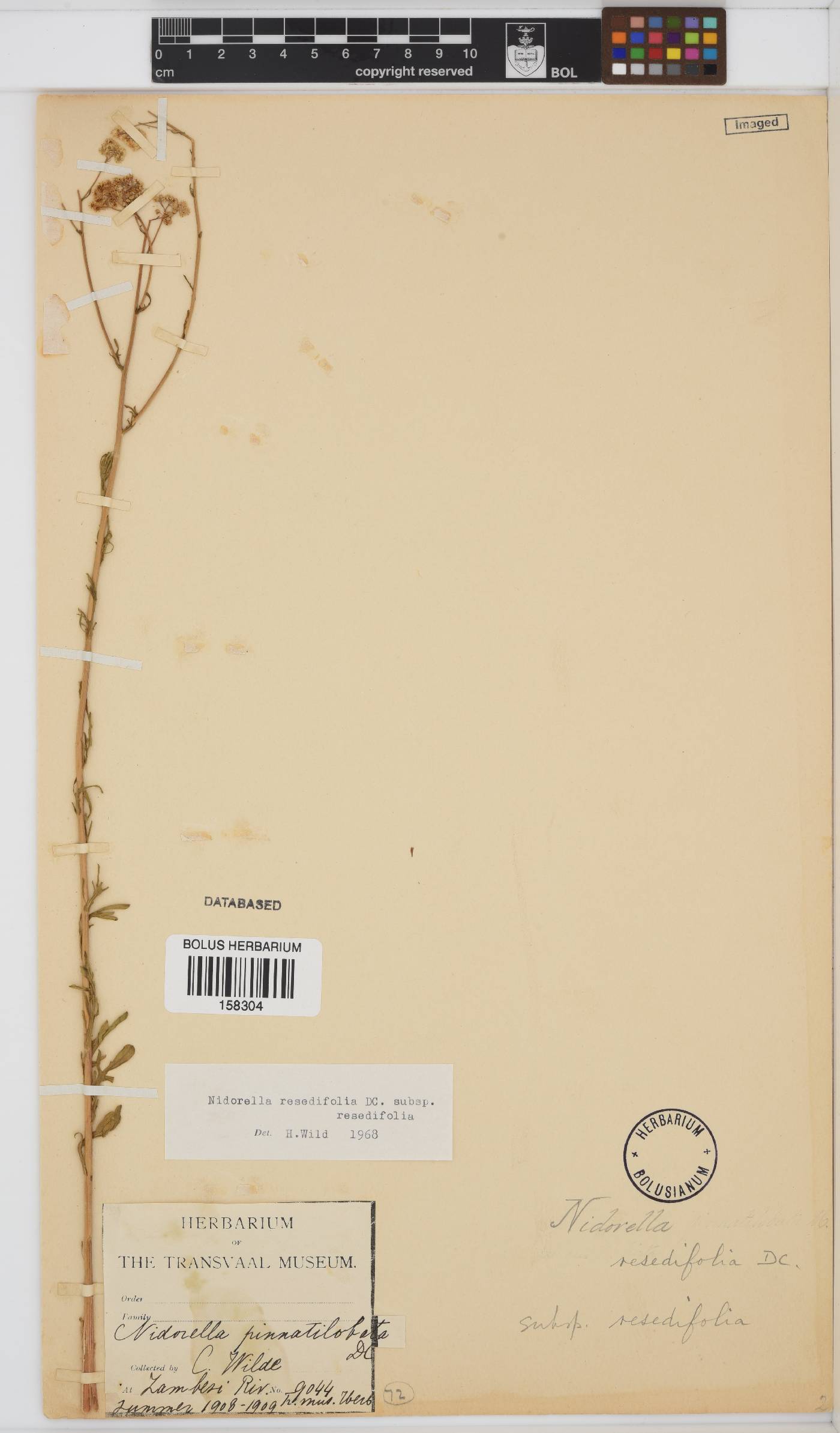 Nidorella resedifolia image