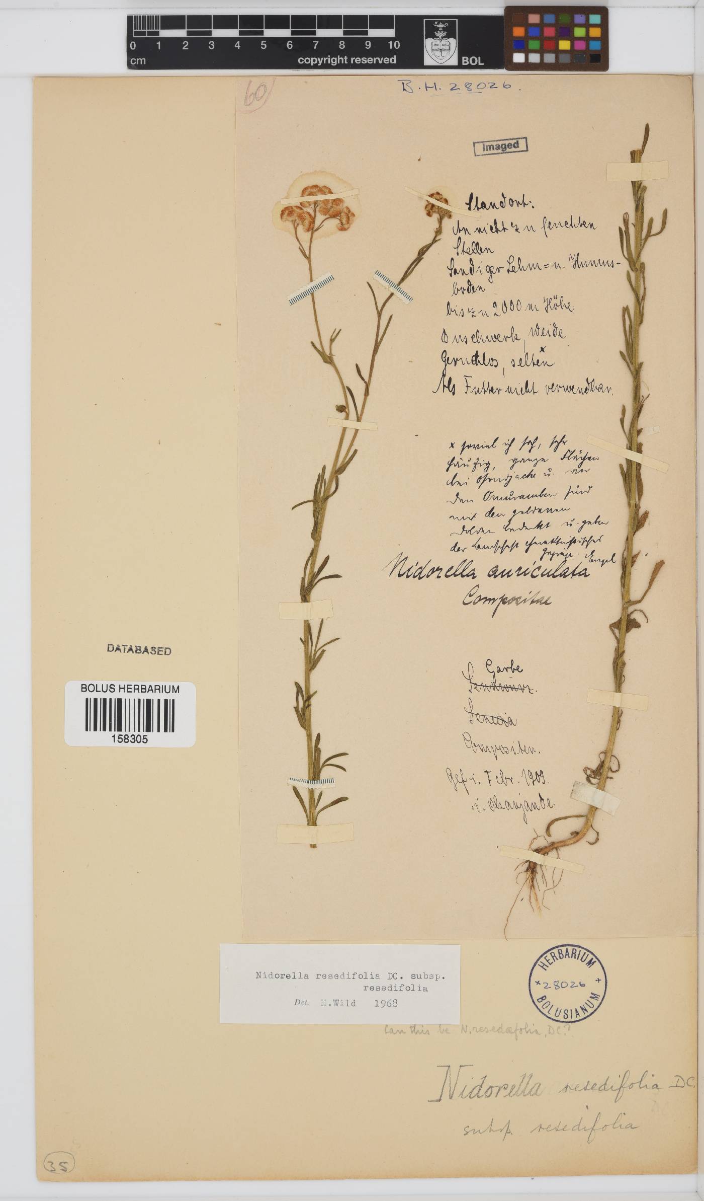 Nidorella resedifolia image