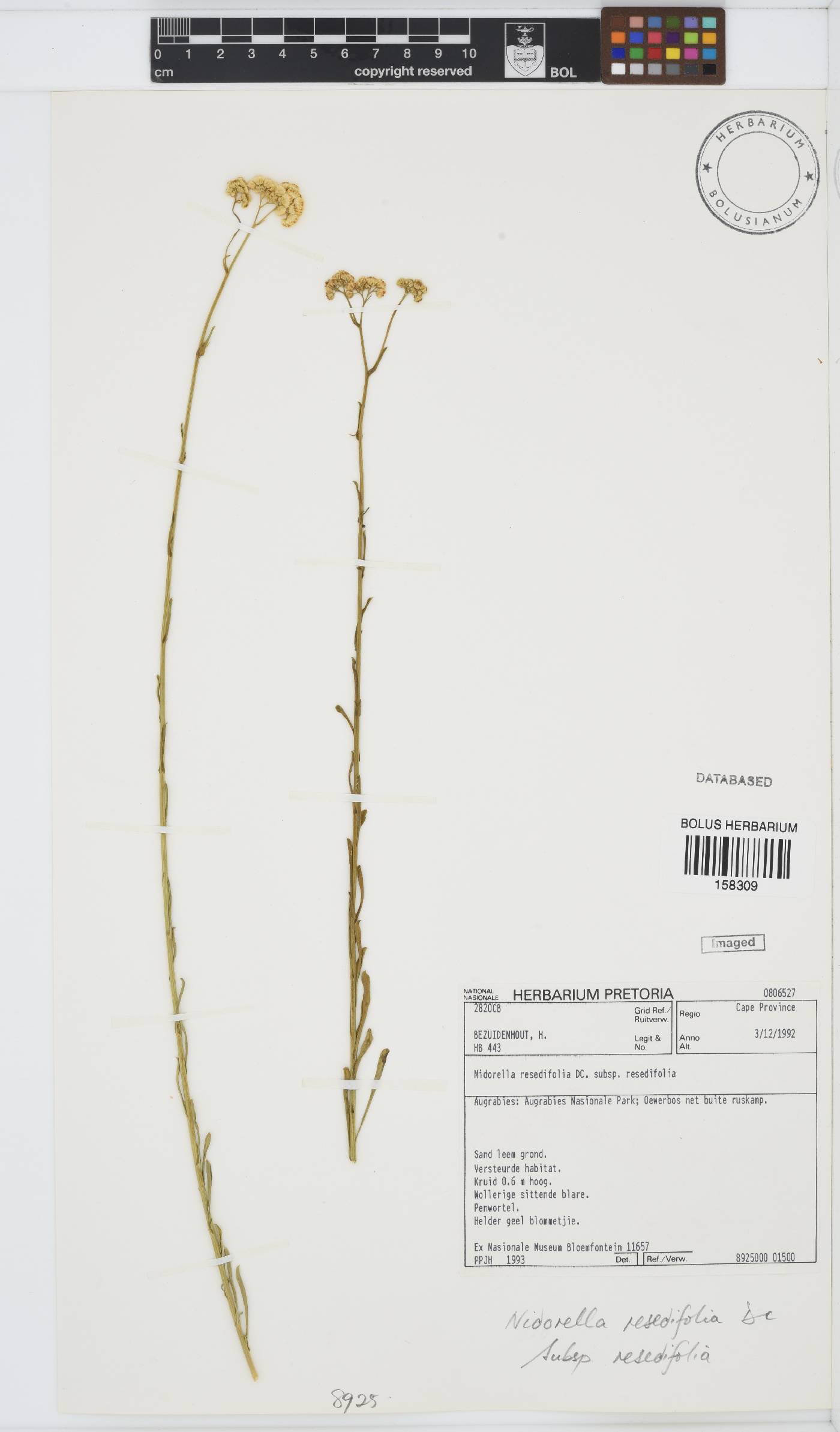 Nidorella resedifolia subsp. resedifolia image