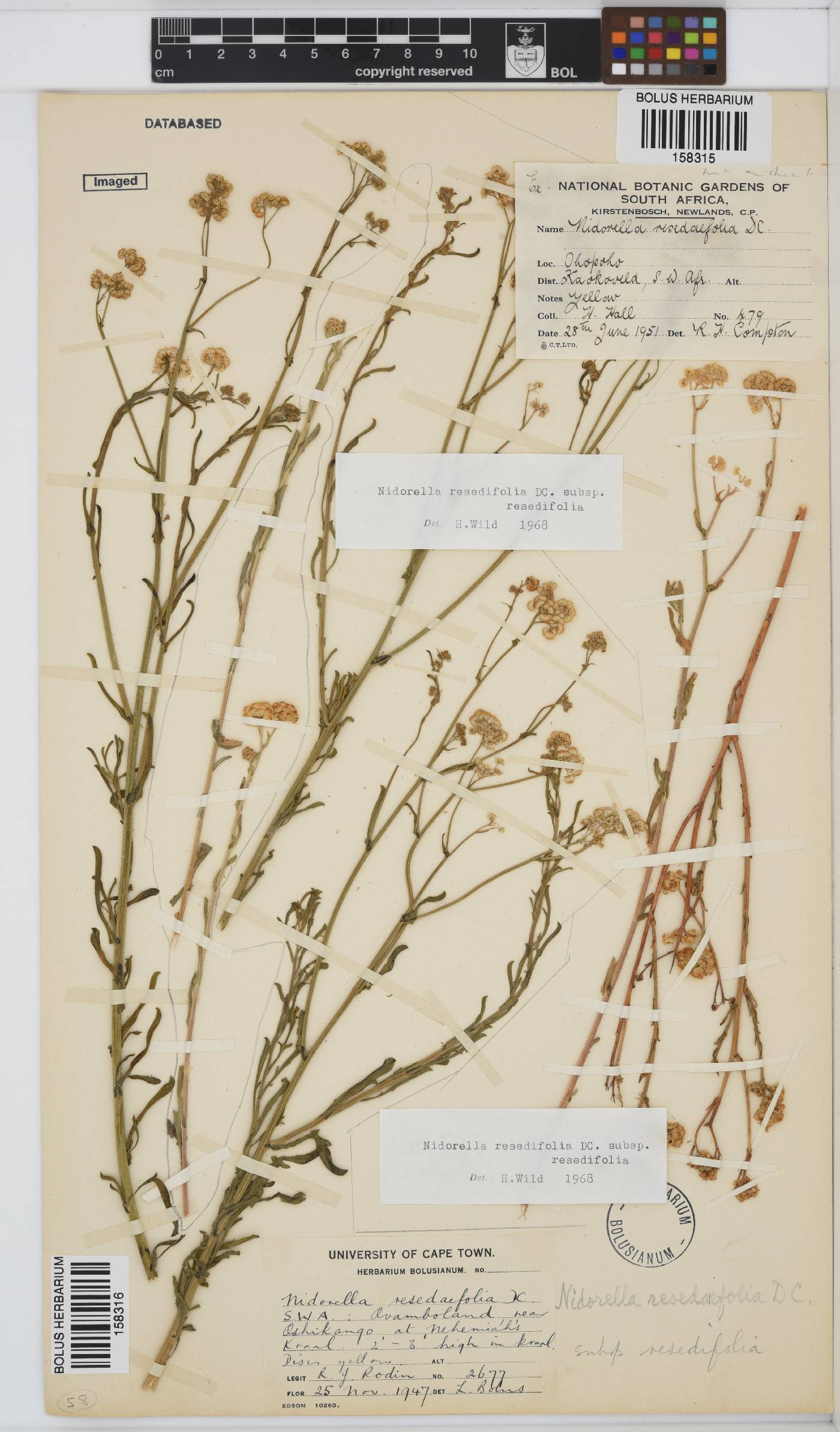 Nidorella resedifolia subsp. resedifolia image