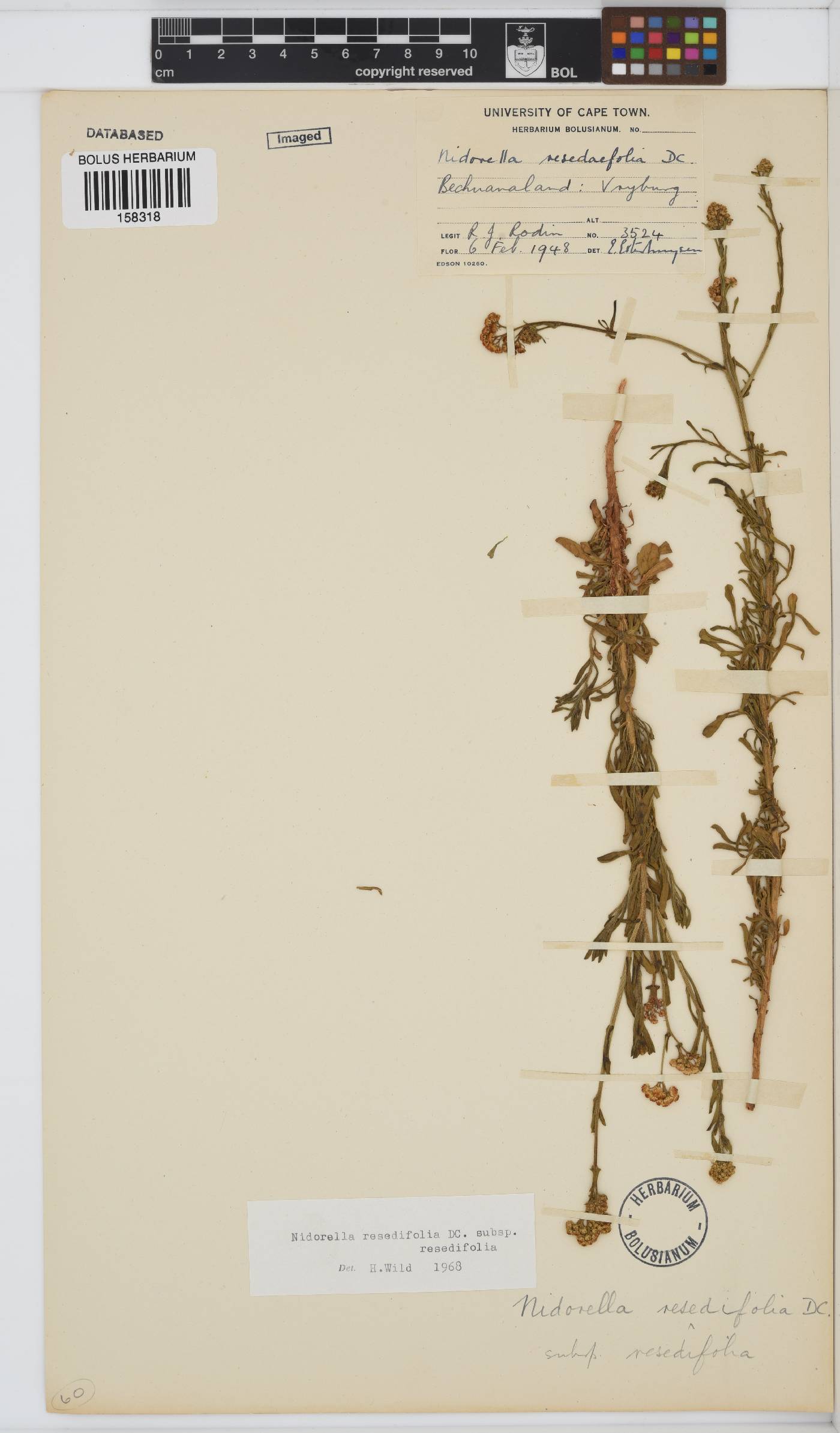 Nidorella resedifolia subsp. resedifolia image