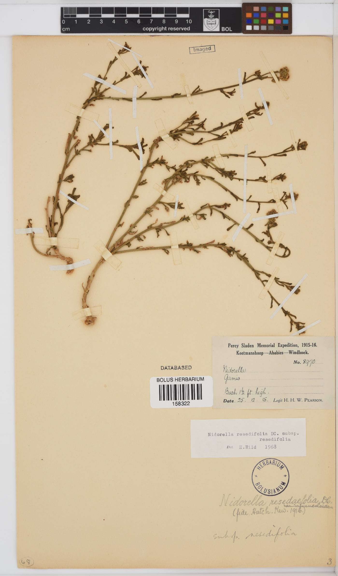 Nidorella resedifolia subsp. resedifolia image