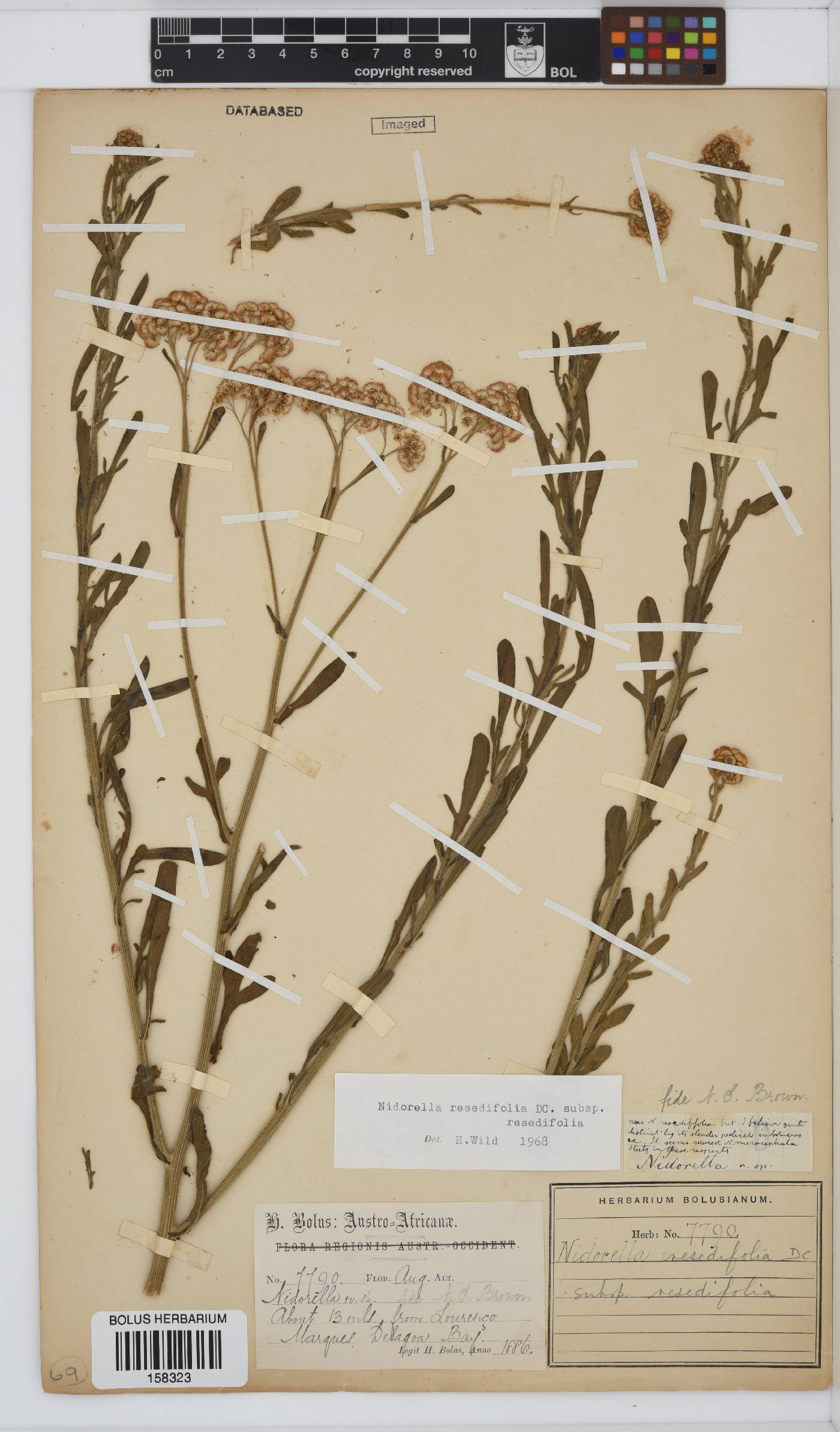 Nidorella image