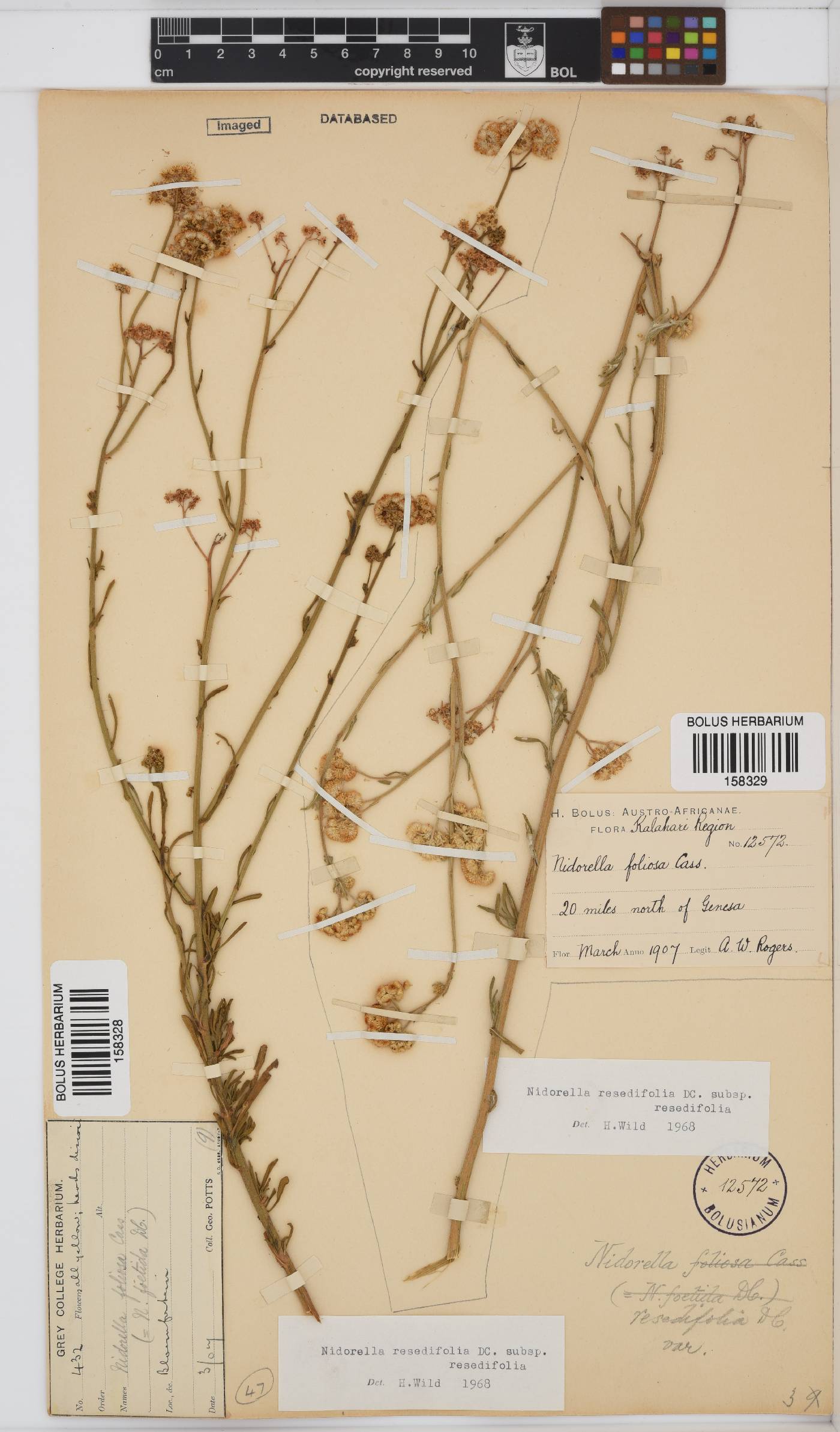 Nidorella resedifolia subsp. resedifolia image