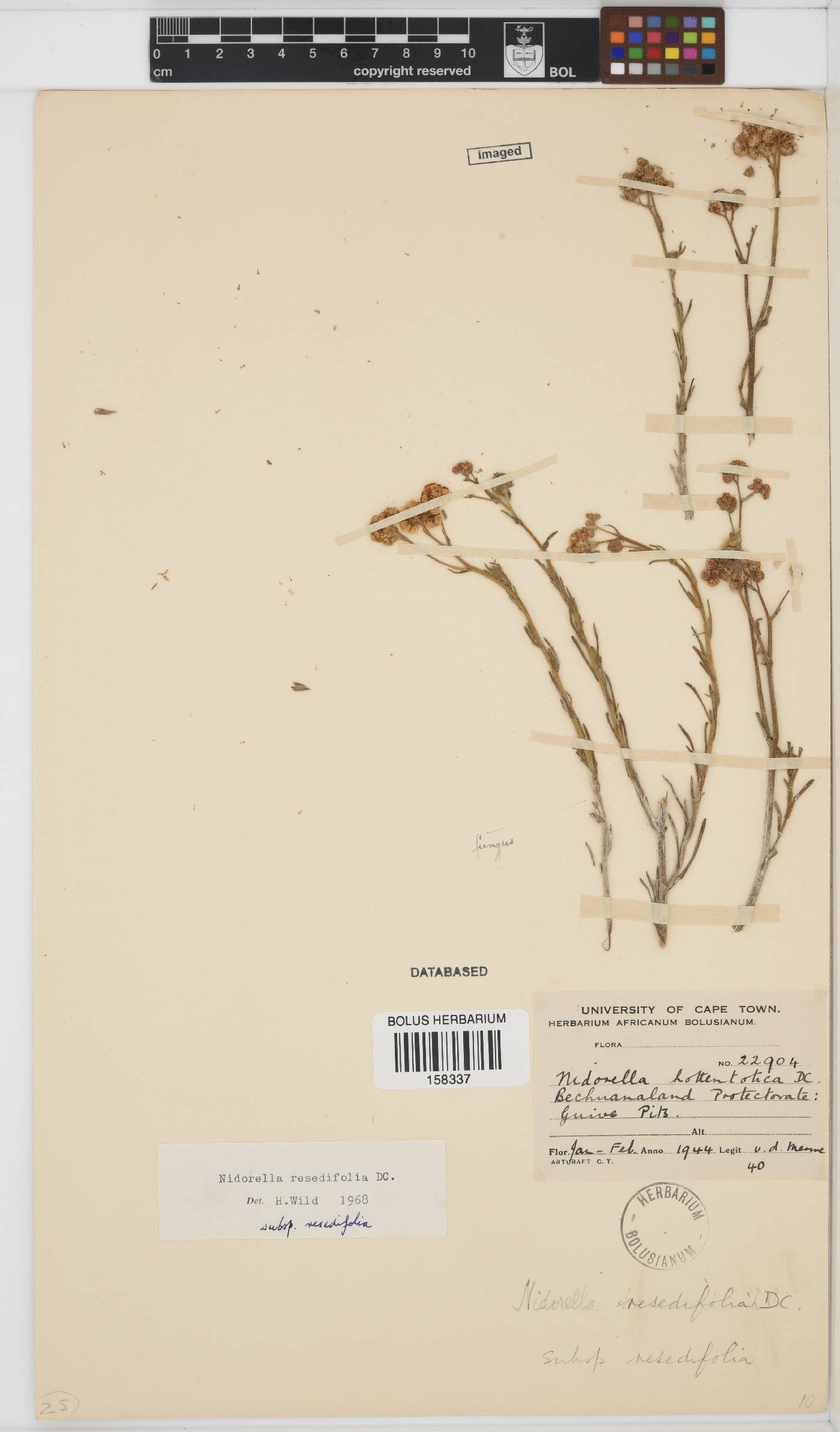 Nidorella resedifolia subsp. resedifolia image