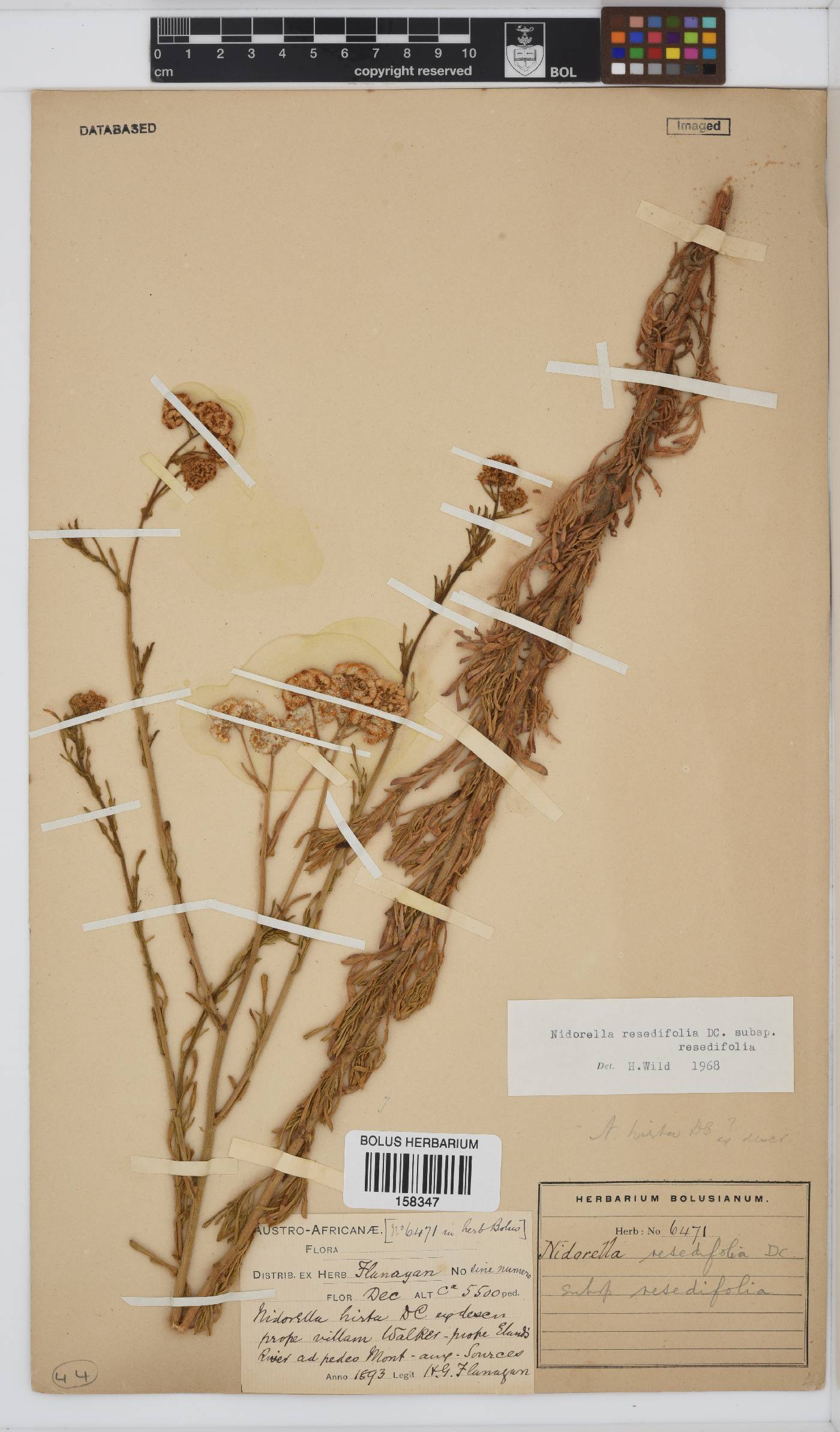 Nidorella resedifolia subsp. resedifolia image