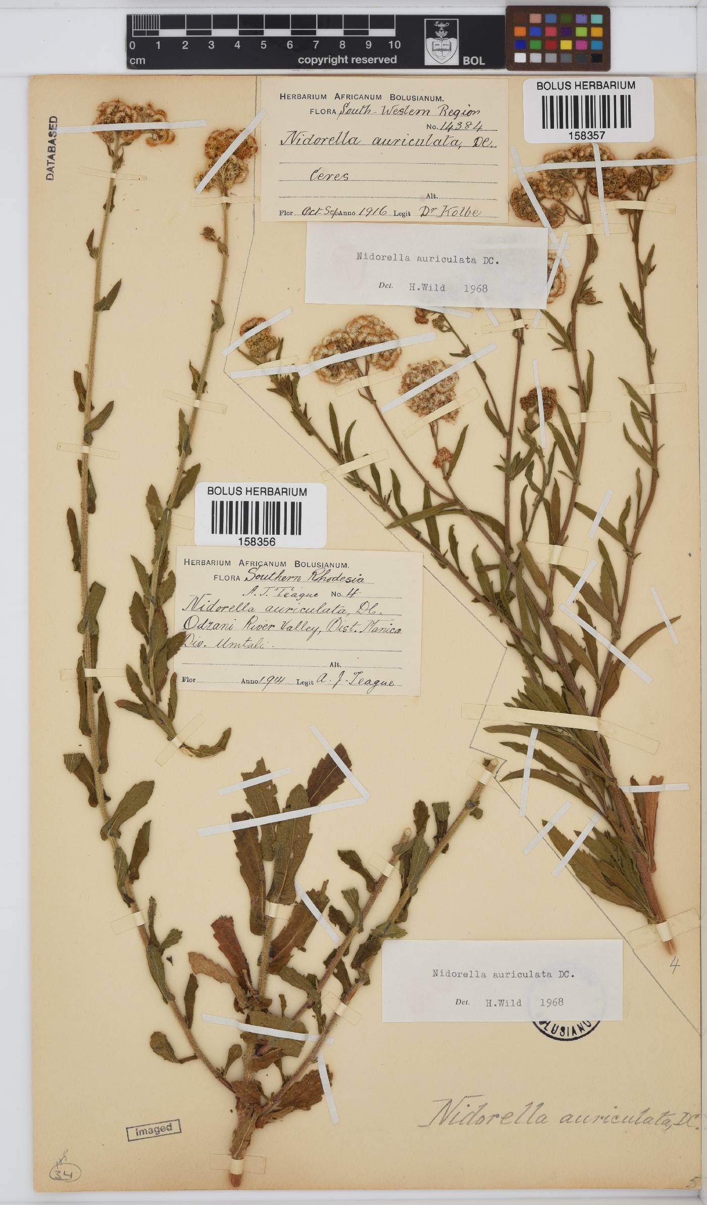 Nidorella auriculata image