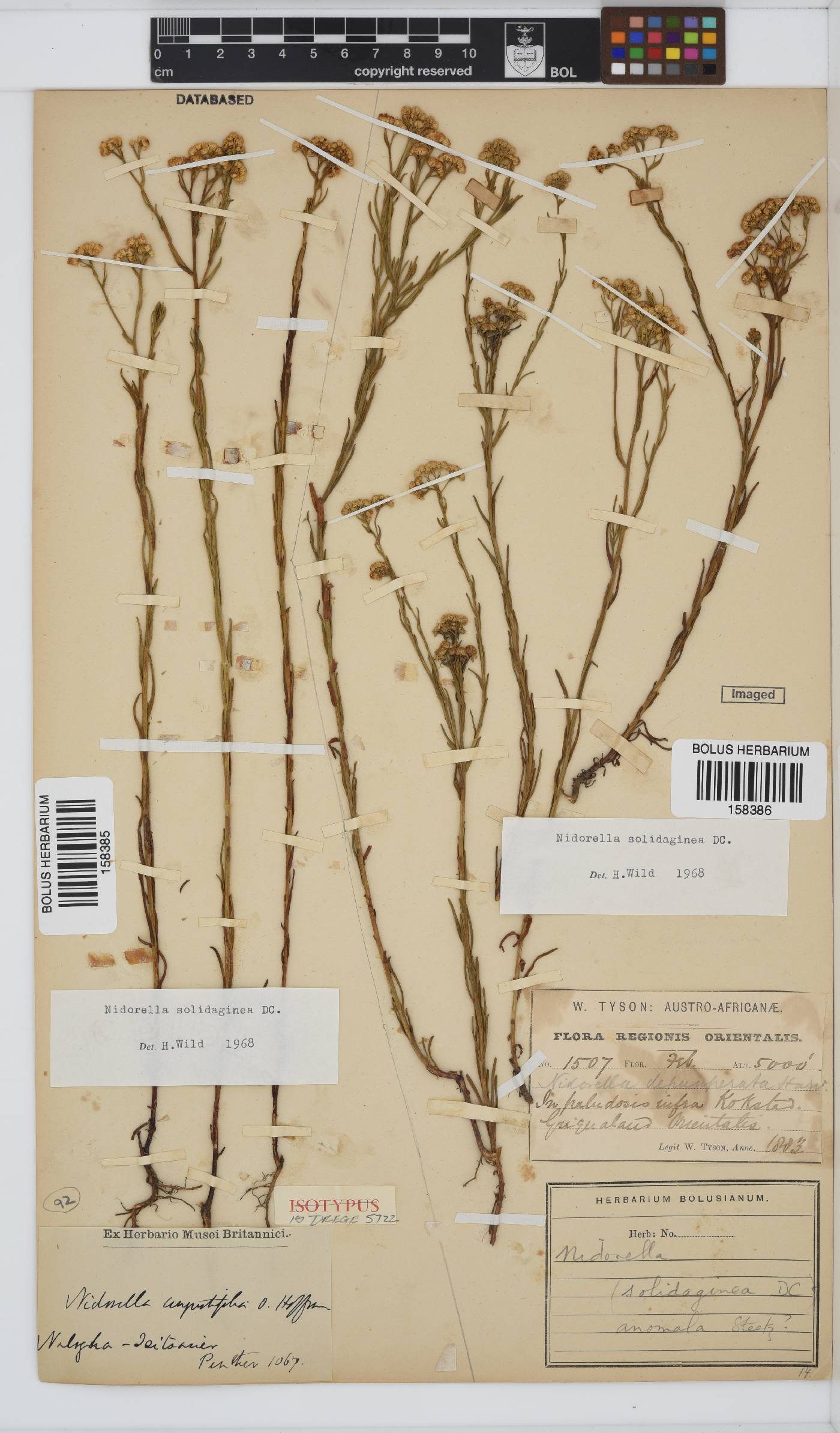 Nidorella anomala image