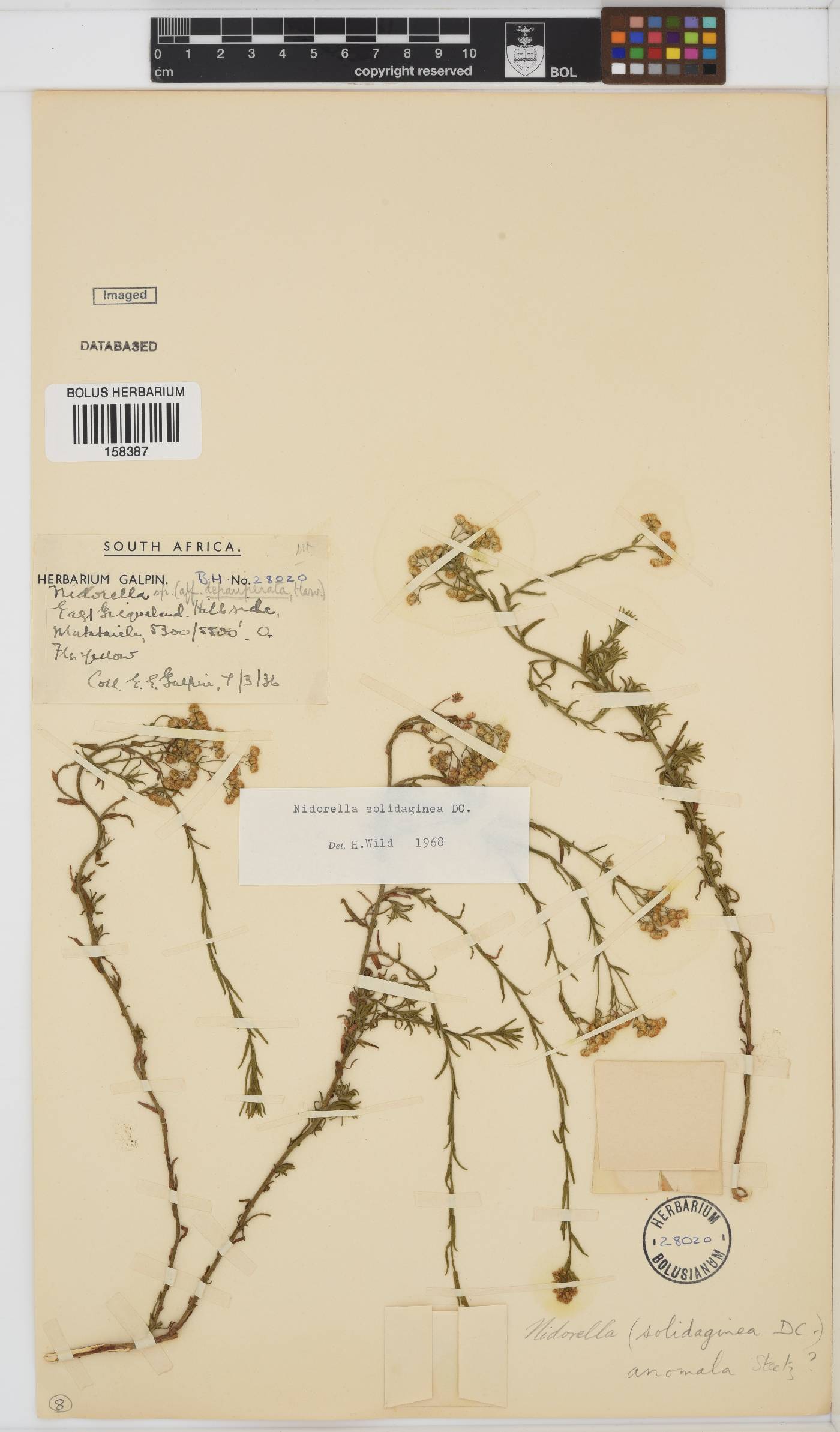 Nidorella anomala image