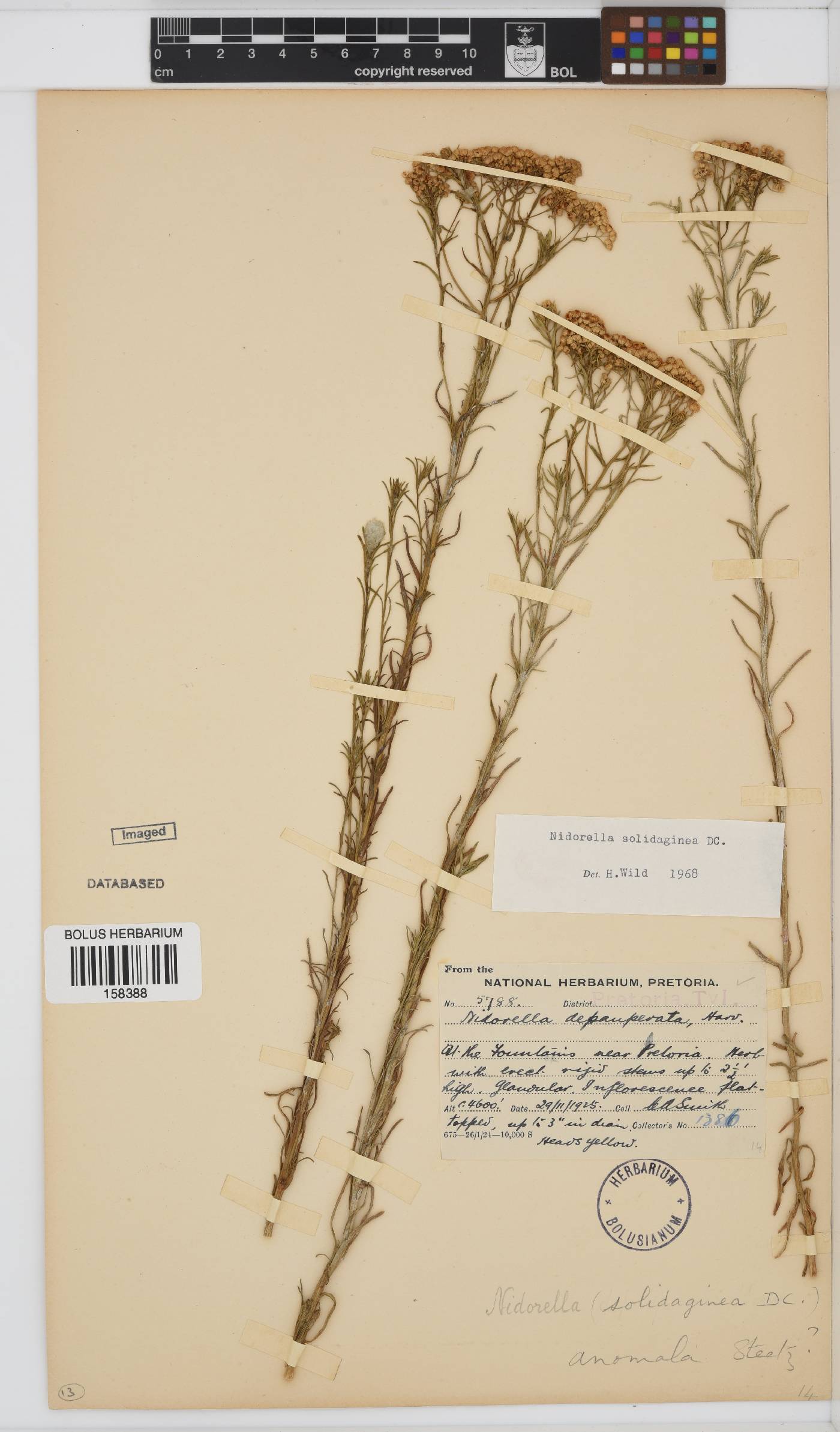 Nidorella anomala image