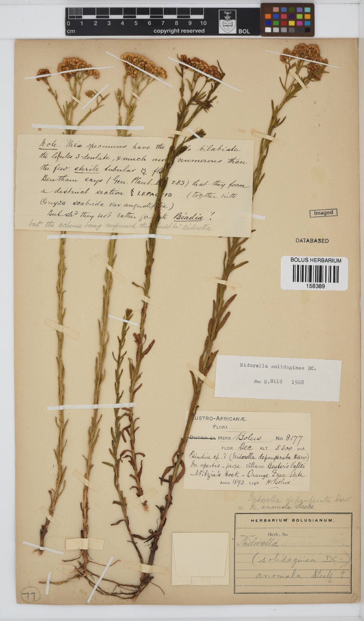 Nidorella anomala image