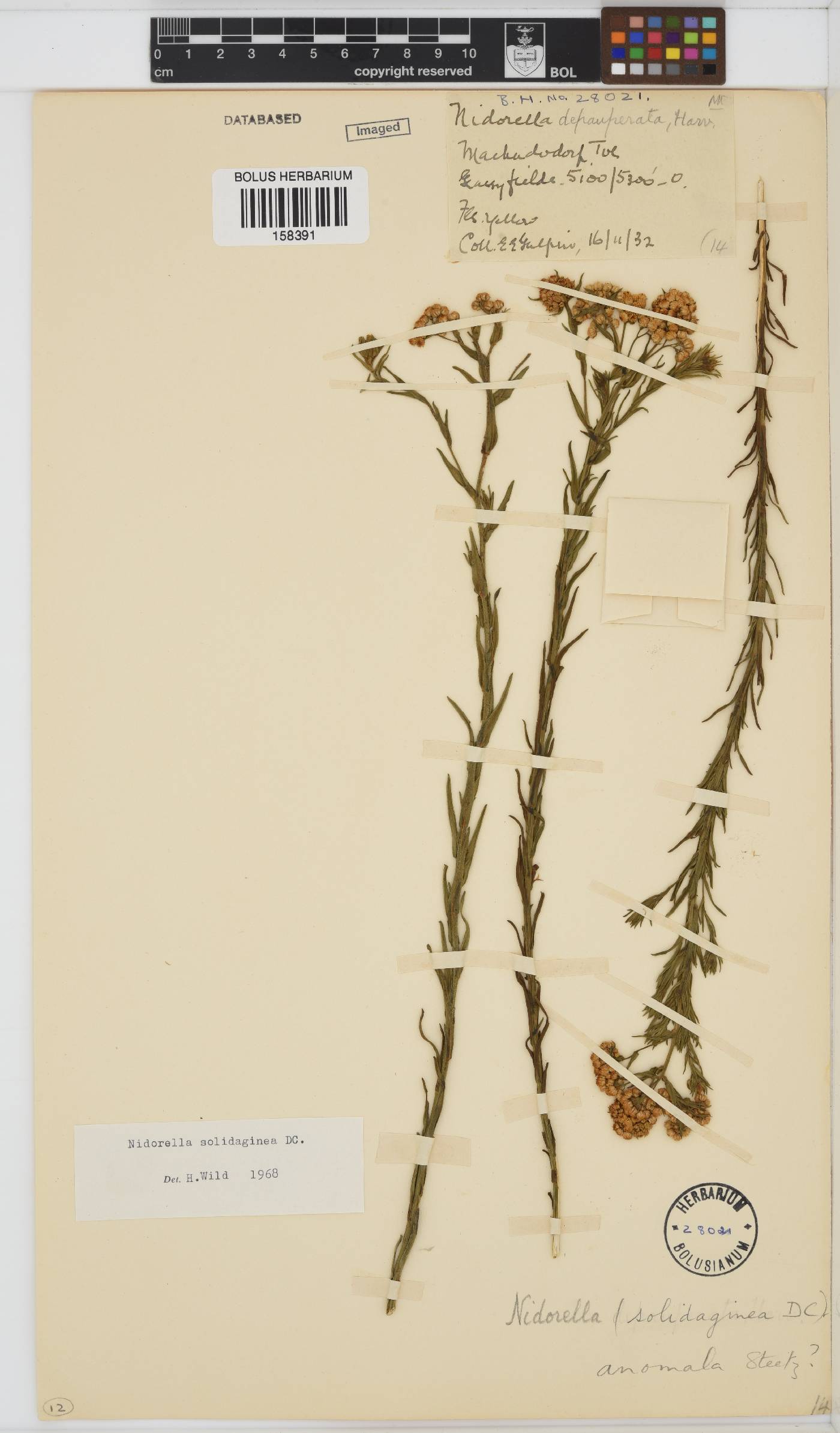 Nidorella anomala image