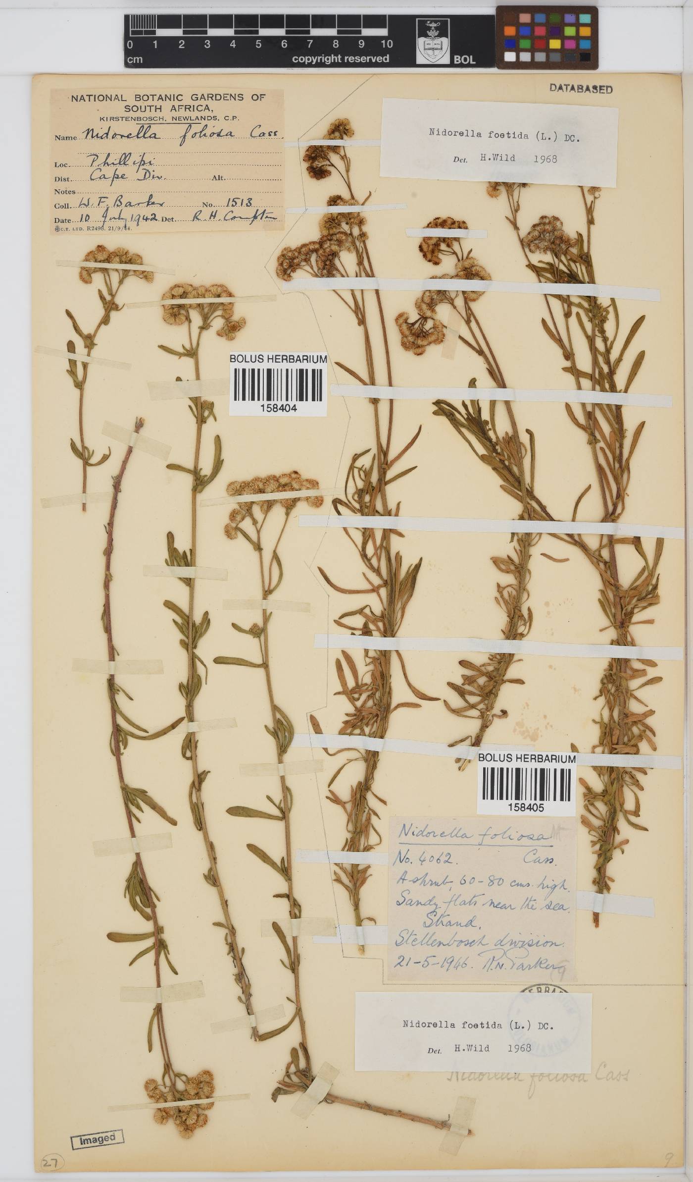 Nidorella foetida image