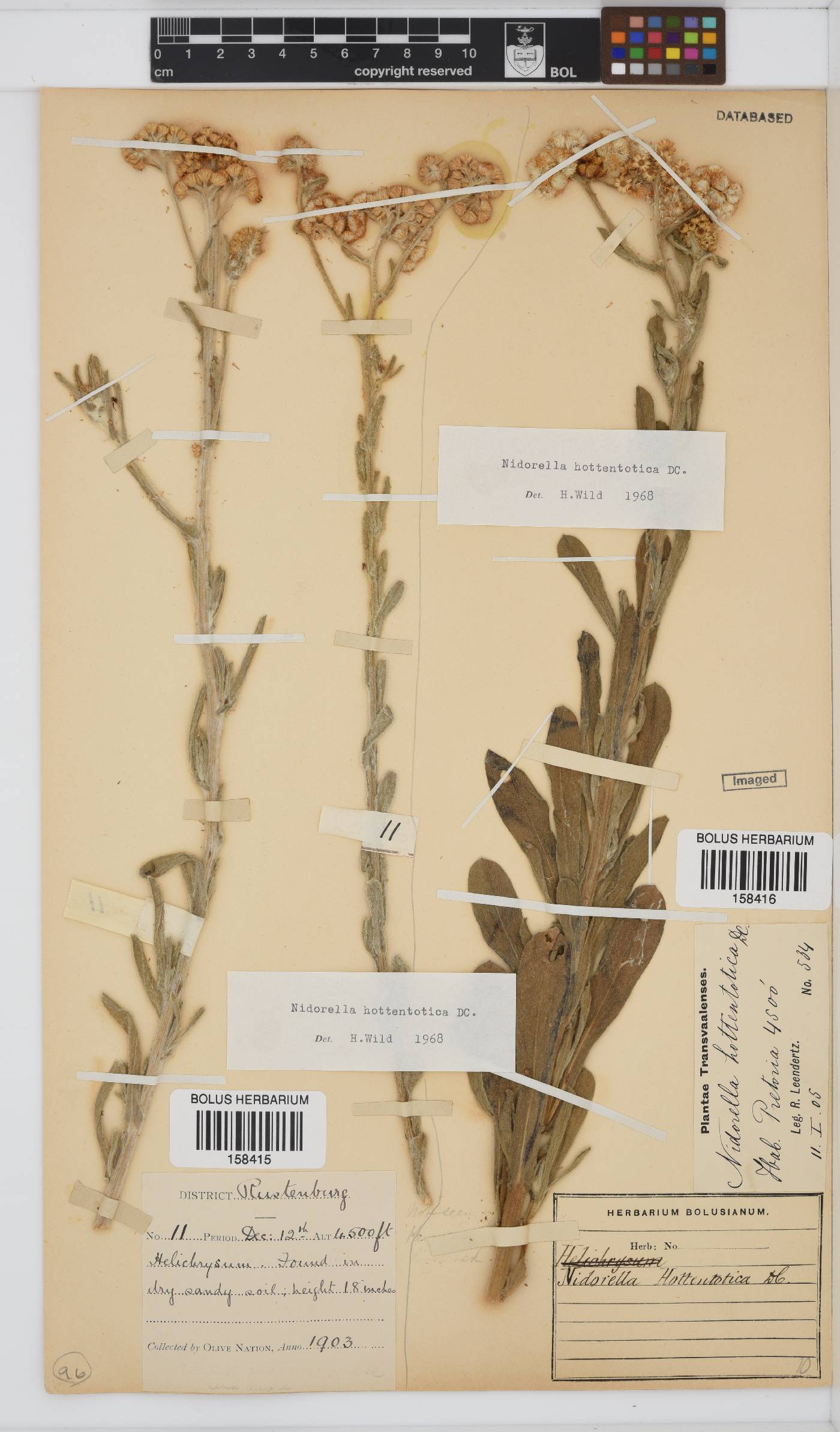 Nidorella hottentotica image