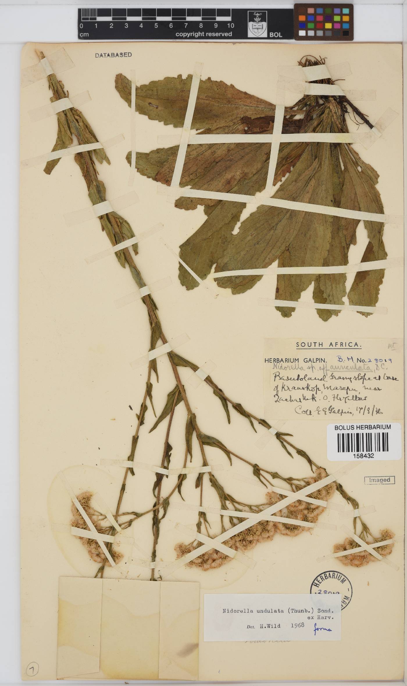 Nidorella undulata image