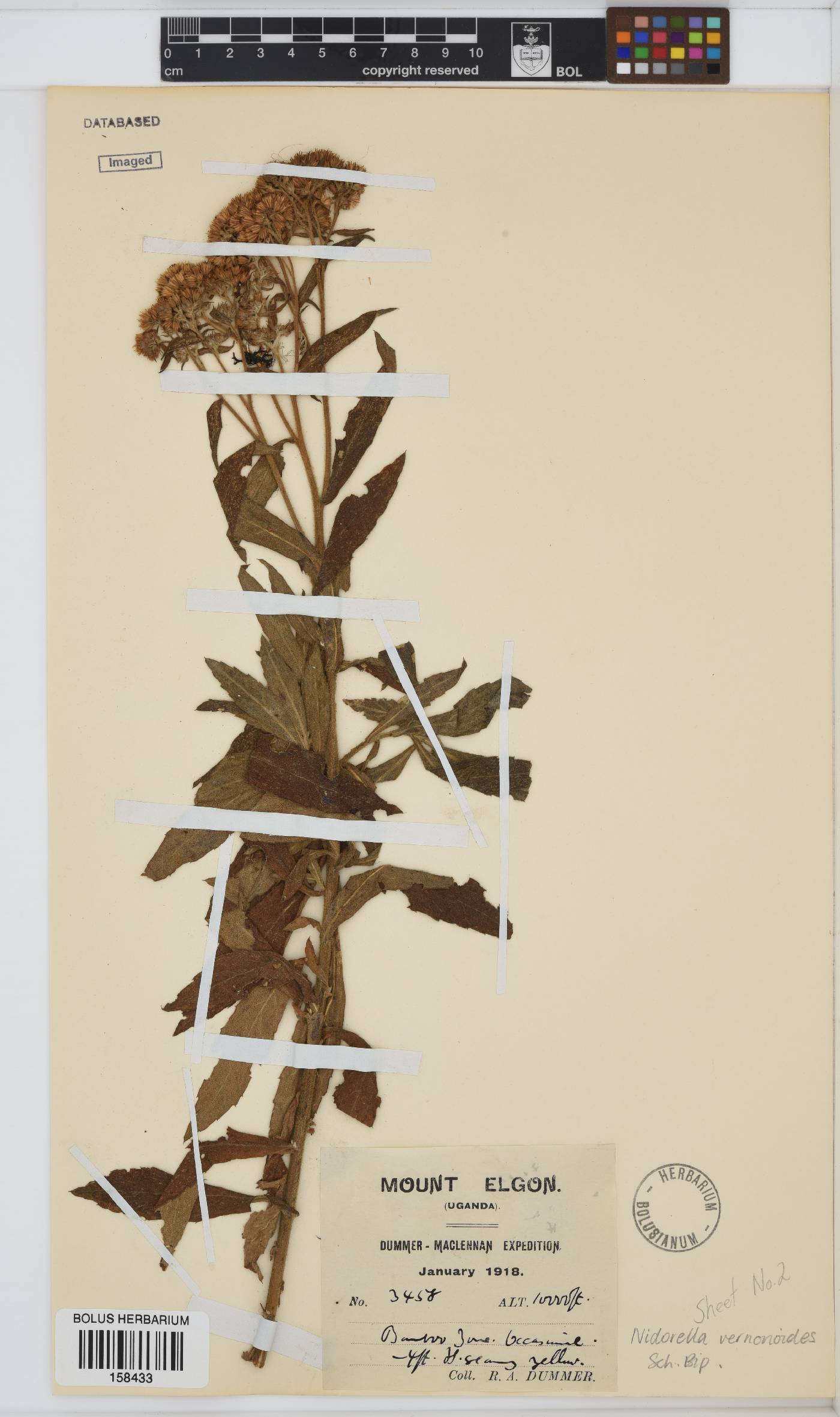 Nidorella vernonioides image