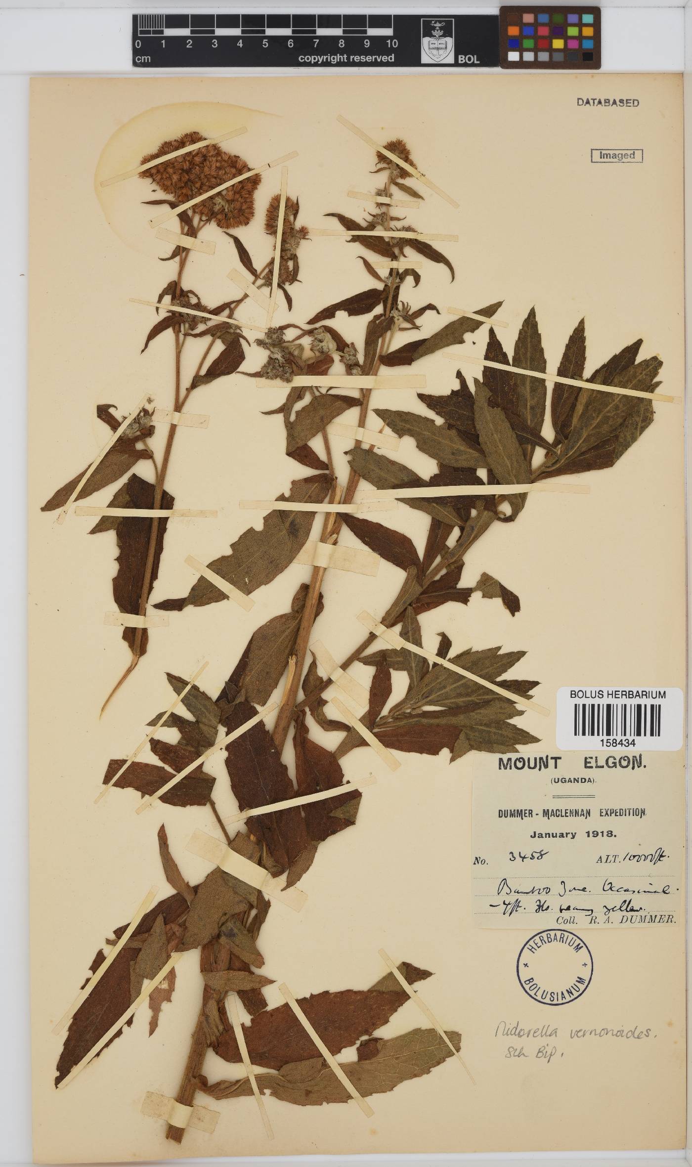 Nidorella vernonioides image