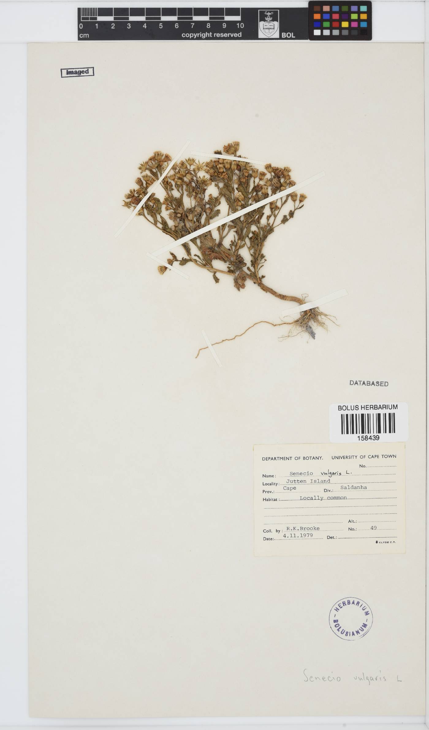 Senecio vulgaris image