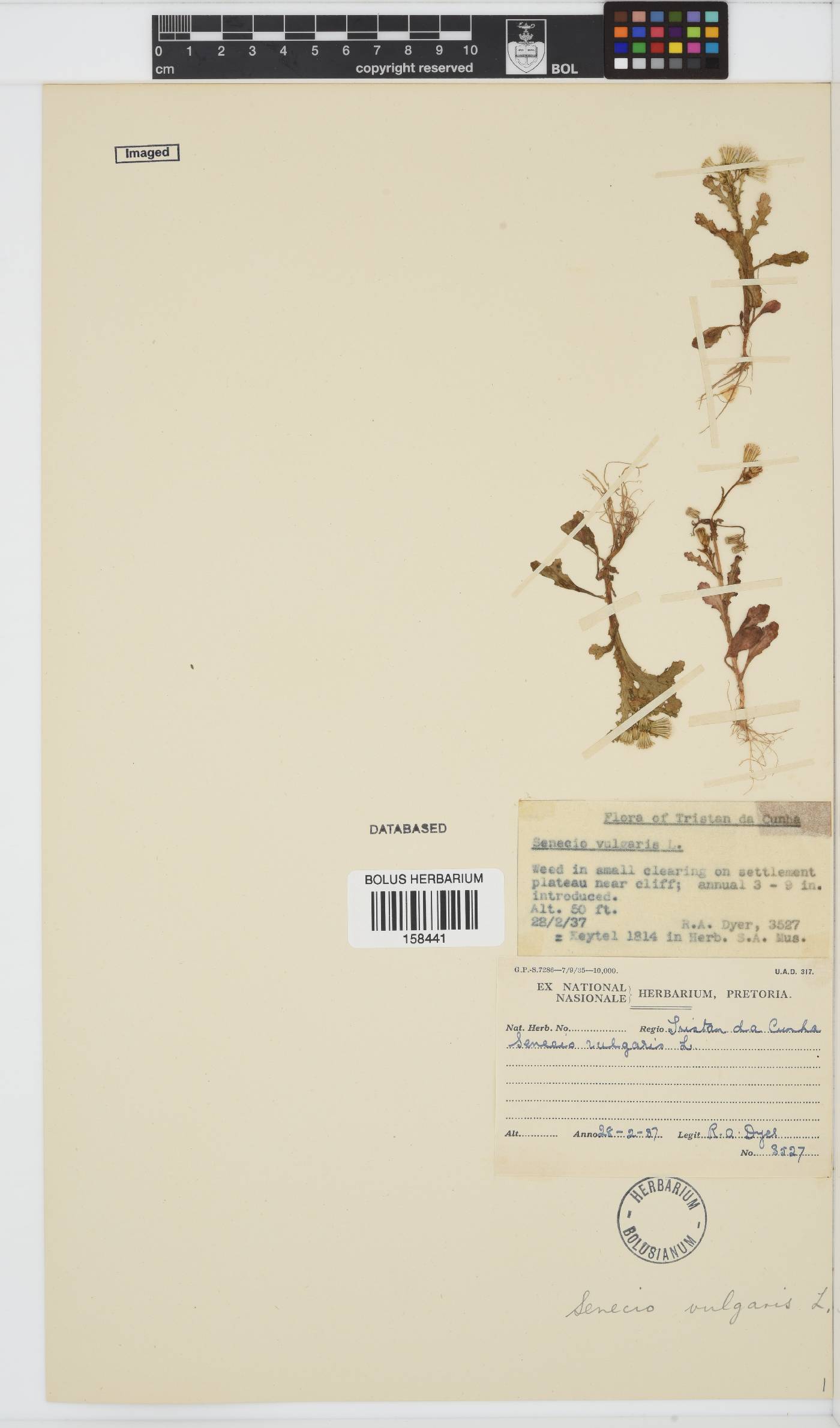 Senecio vulgaris image