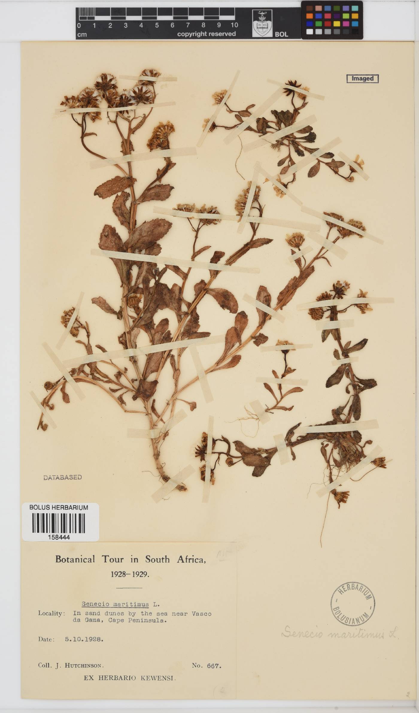 Senecio maritimus image