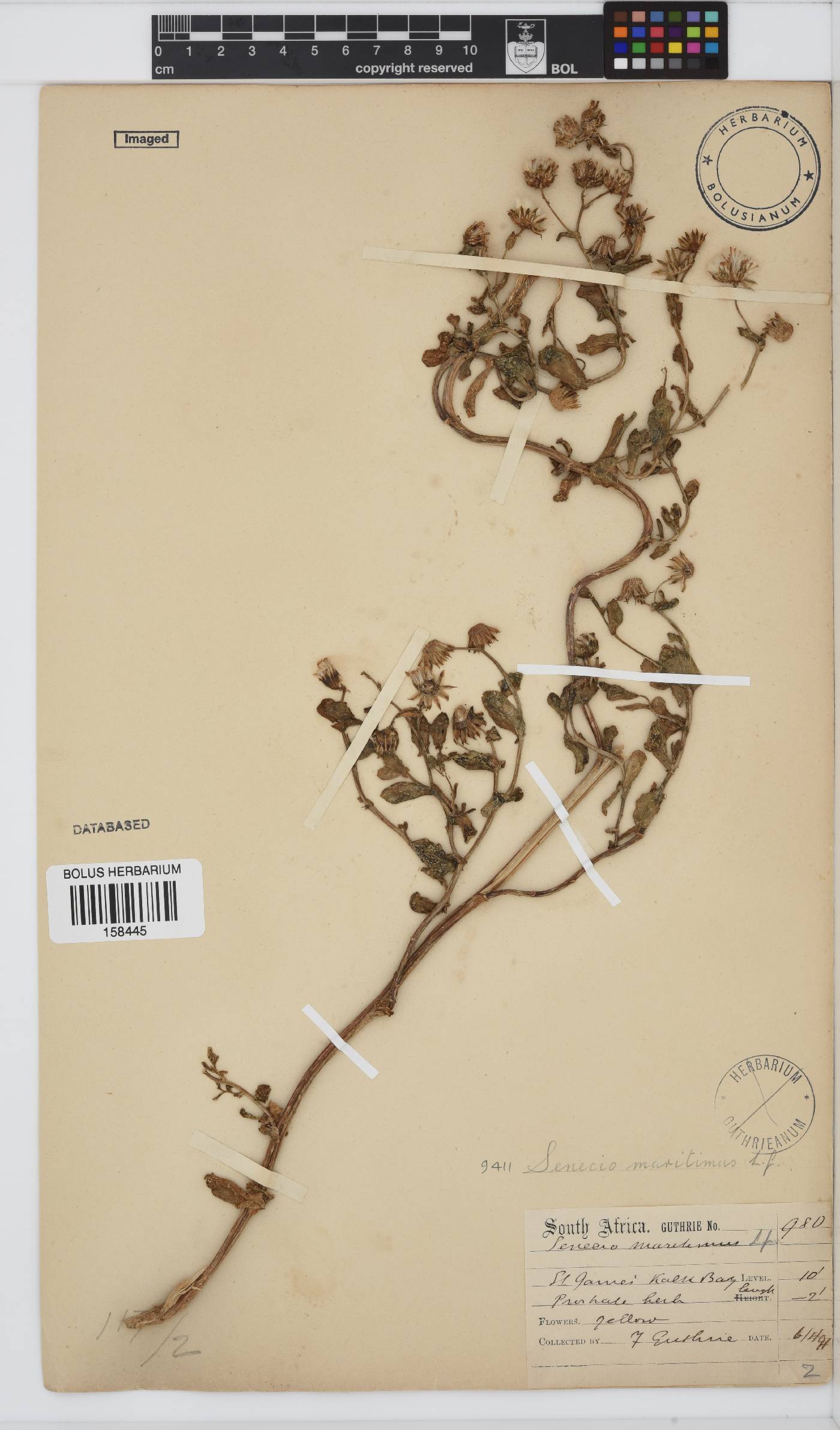 Senecio maritimus image