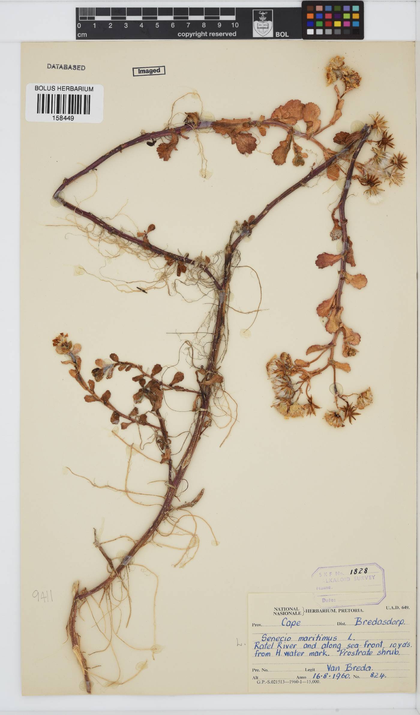 Senecio maritimus image