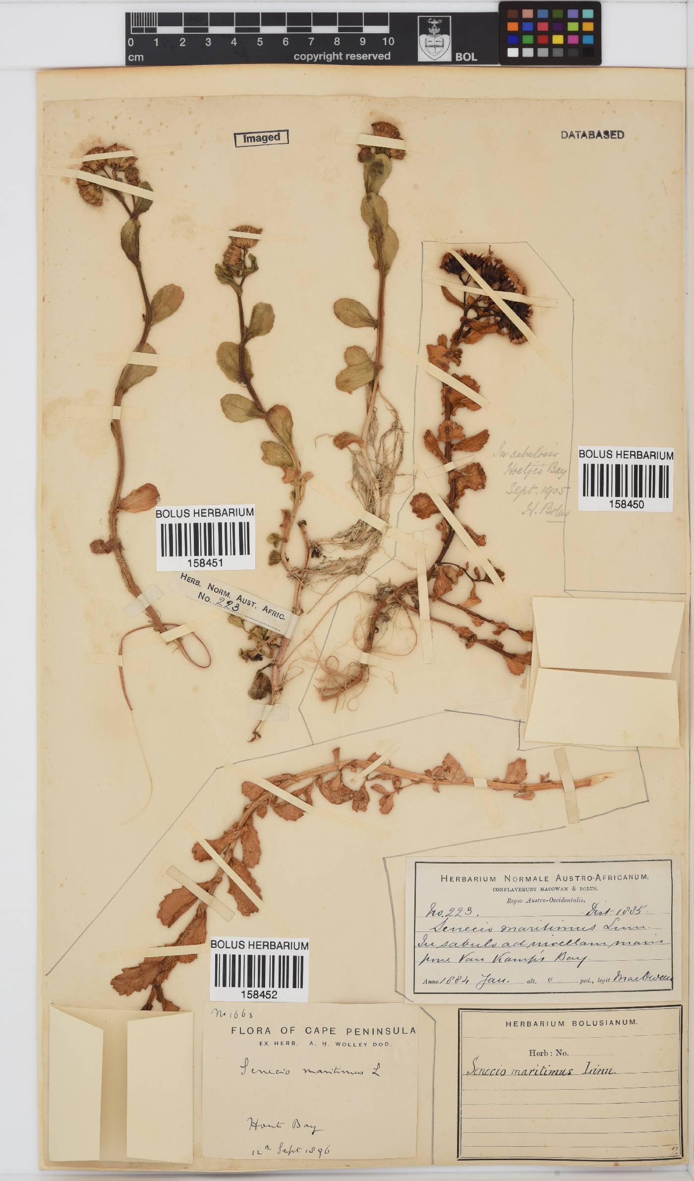 Senecio maritimus image