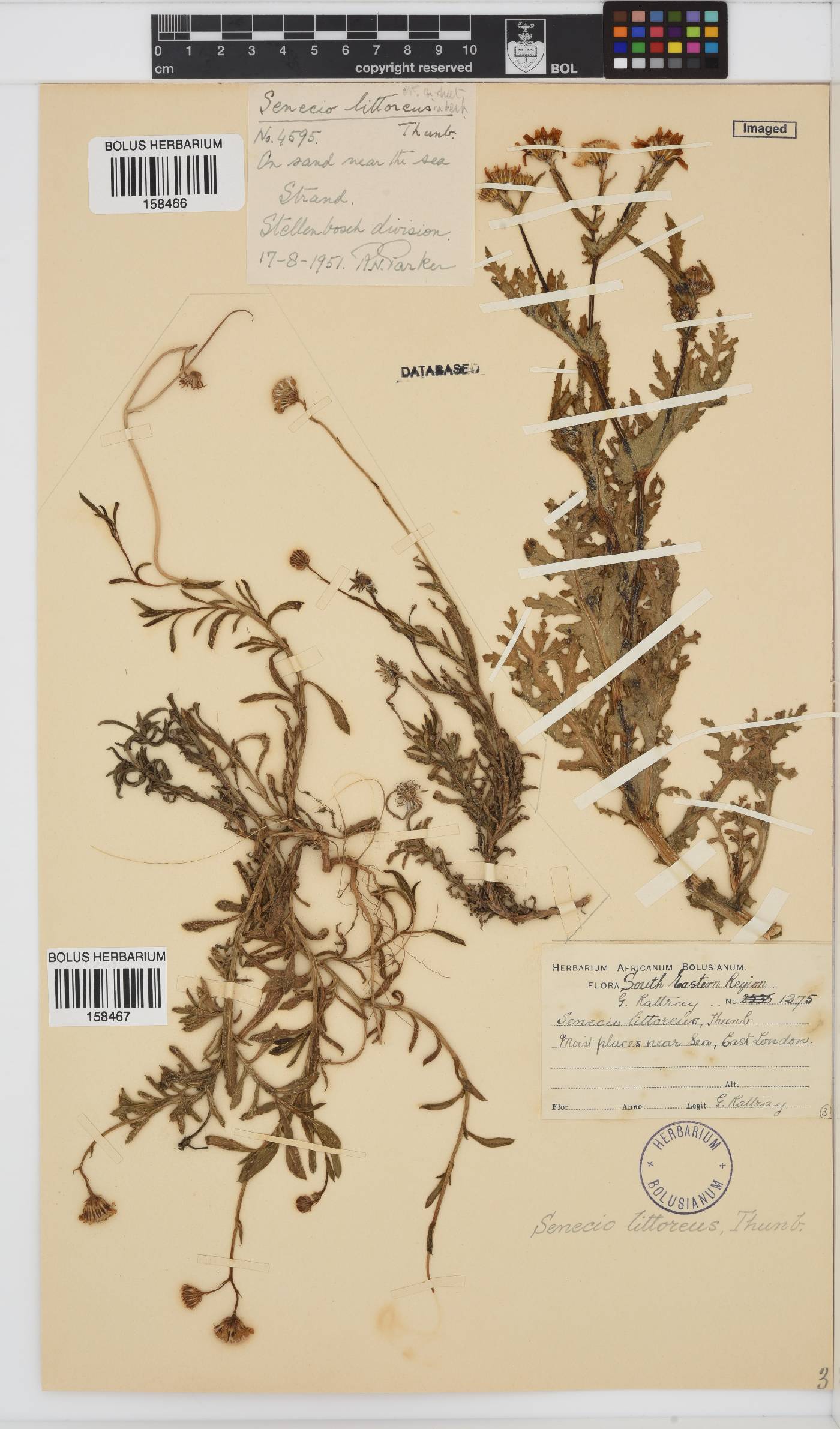 Senecio littoreus image