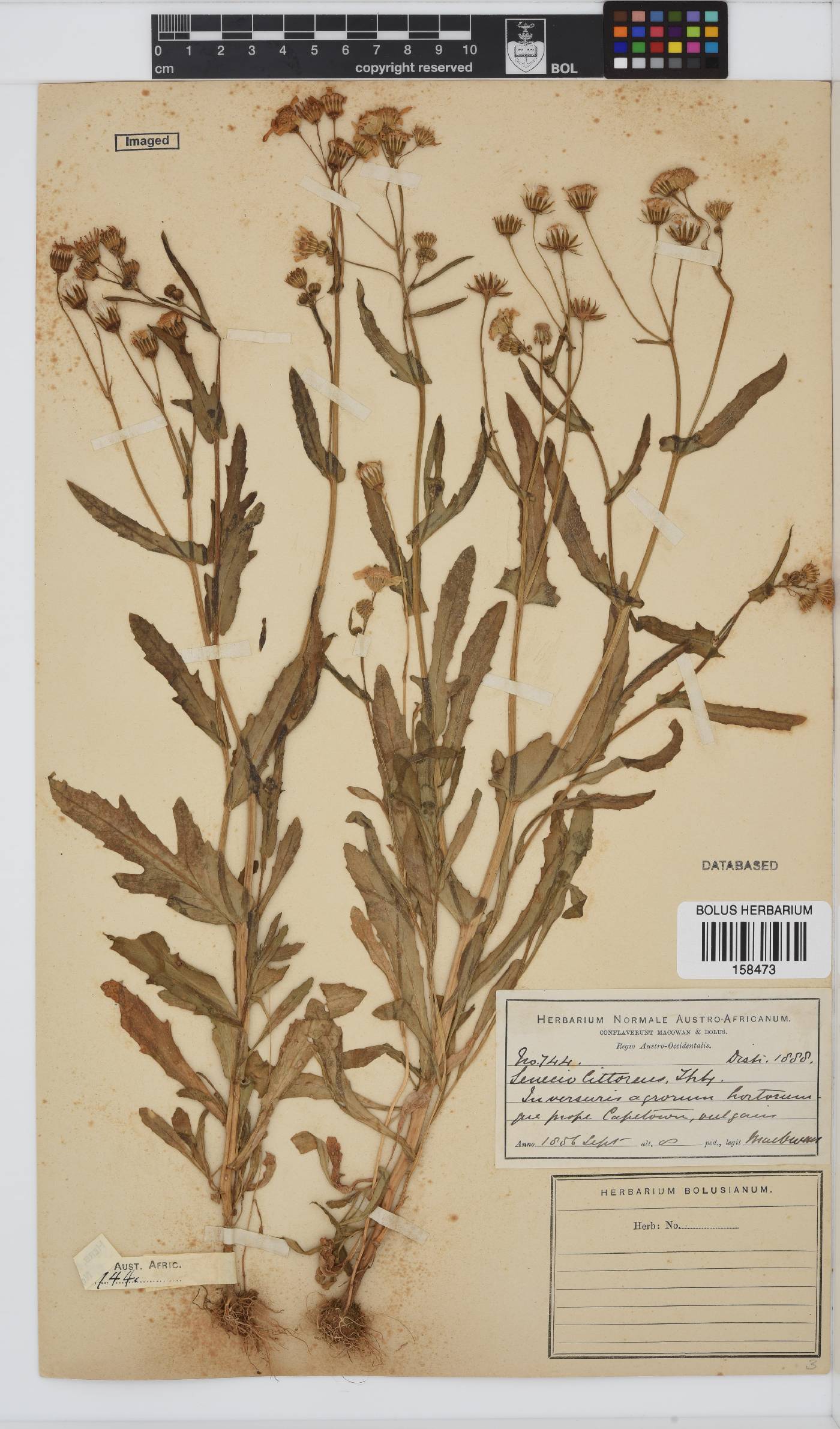 Senecio littoreus var. littoreus image