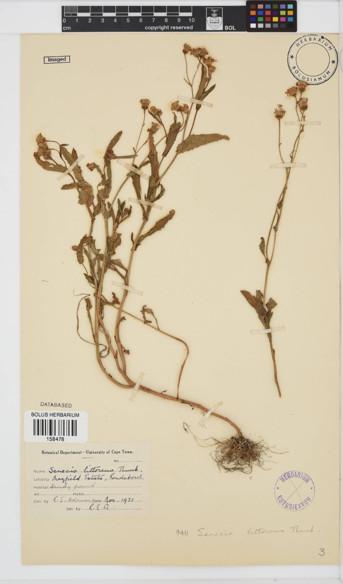 Senecio littoreus var. littoreus image