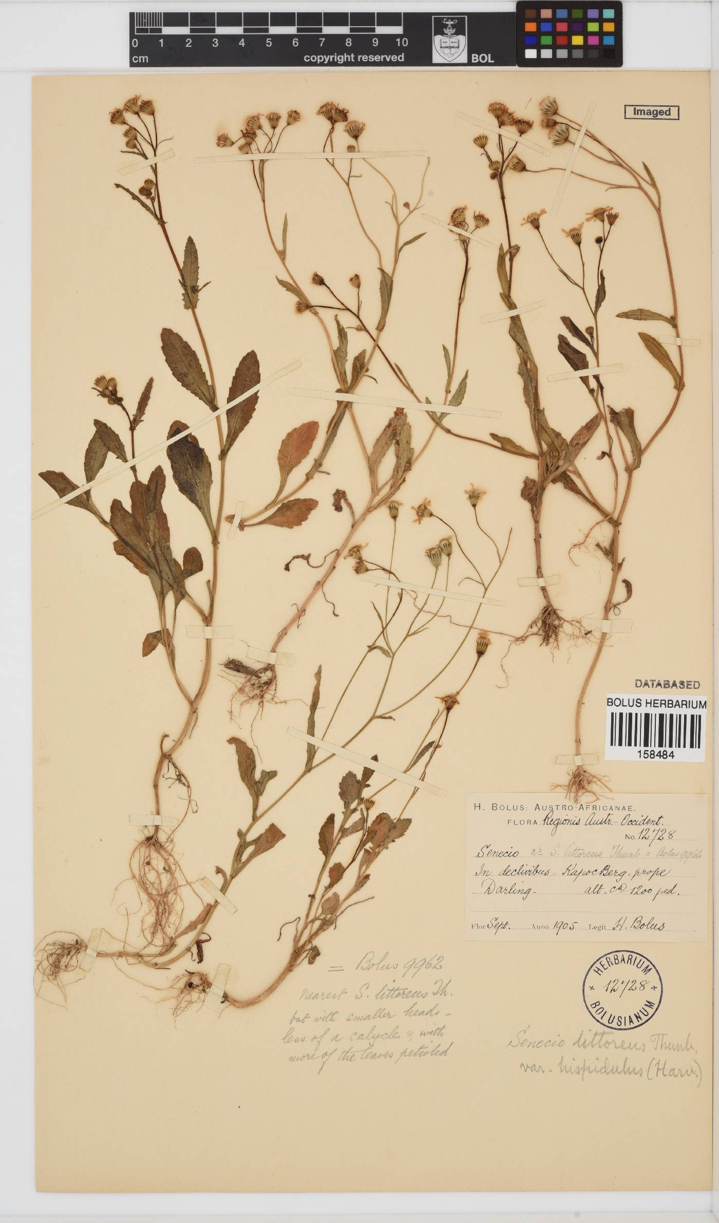 Senecio littoreus var. hispidulus image