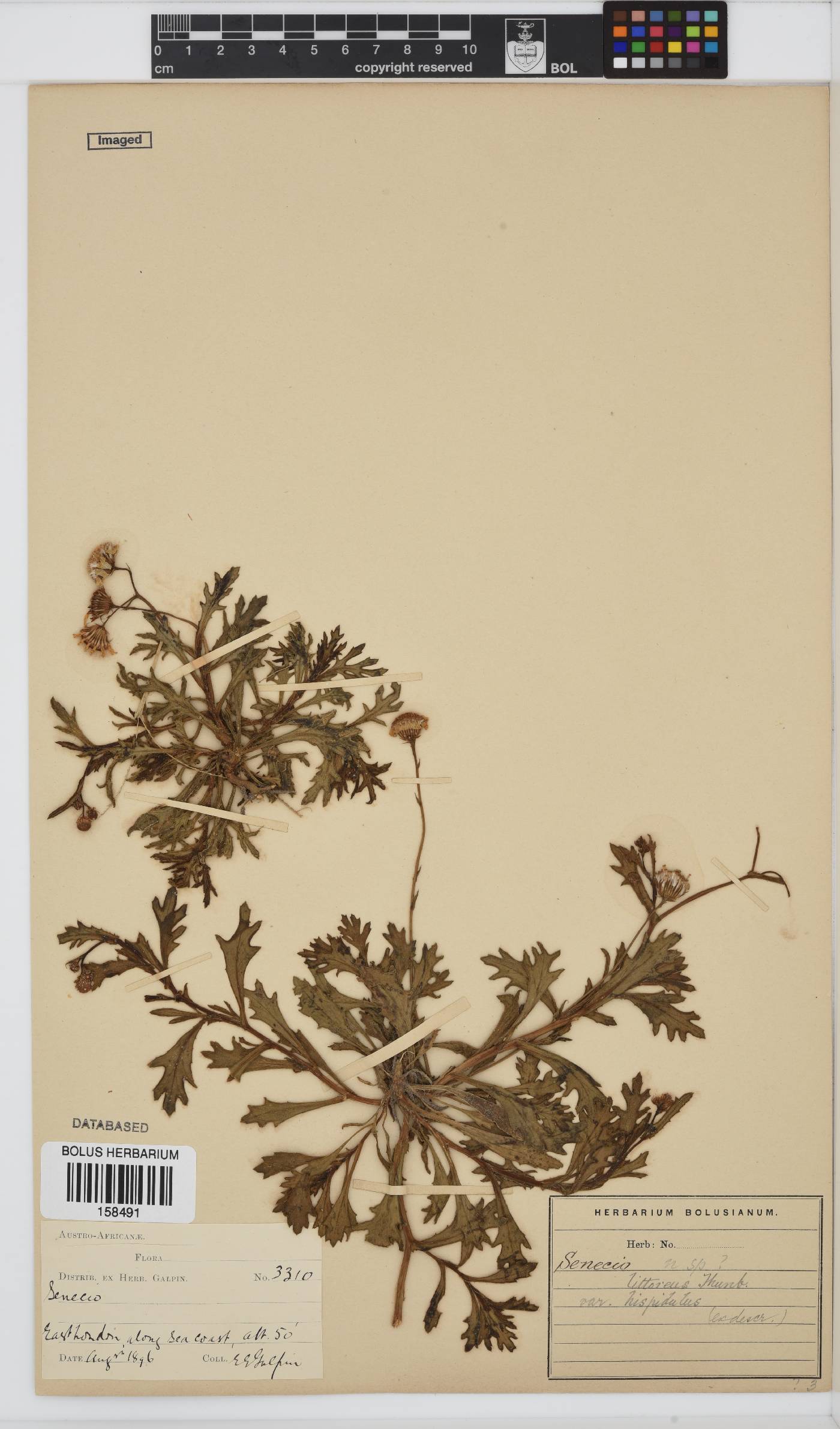 Senecio littoreus var. hispidulus image