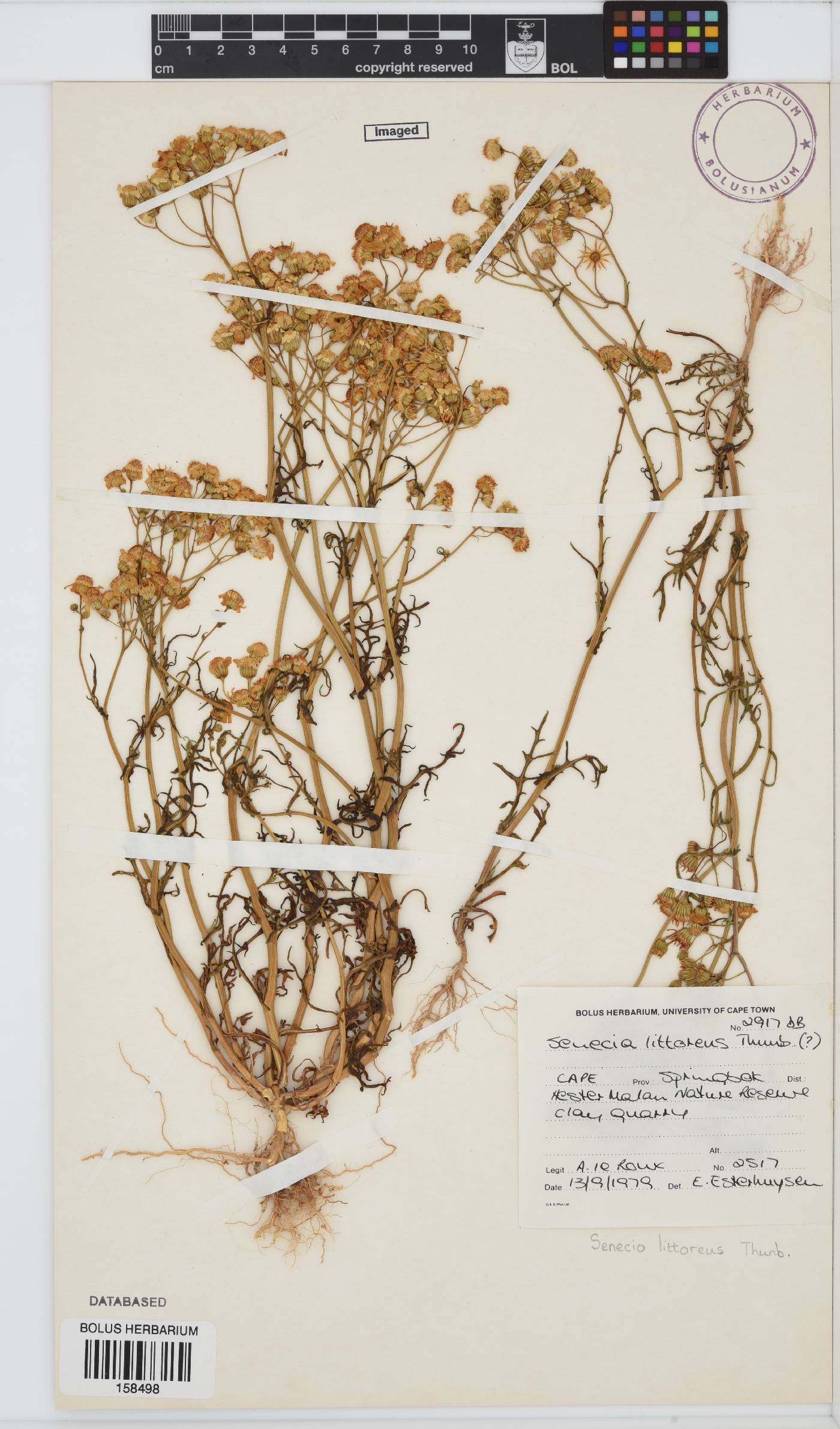 Senecio littoreus image