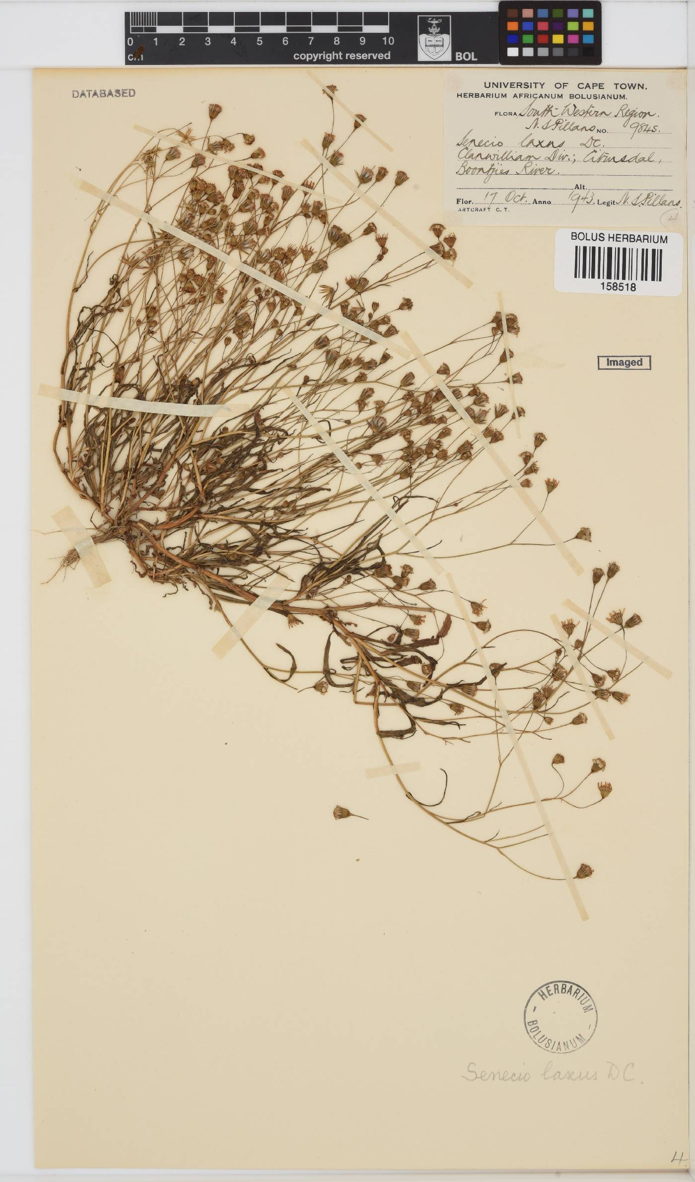 Senecio laxus image